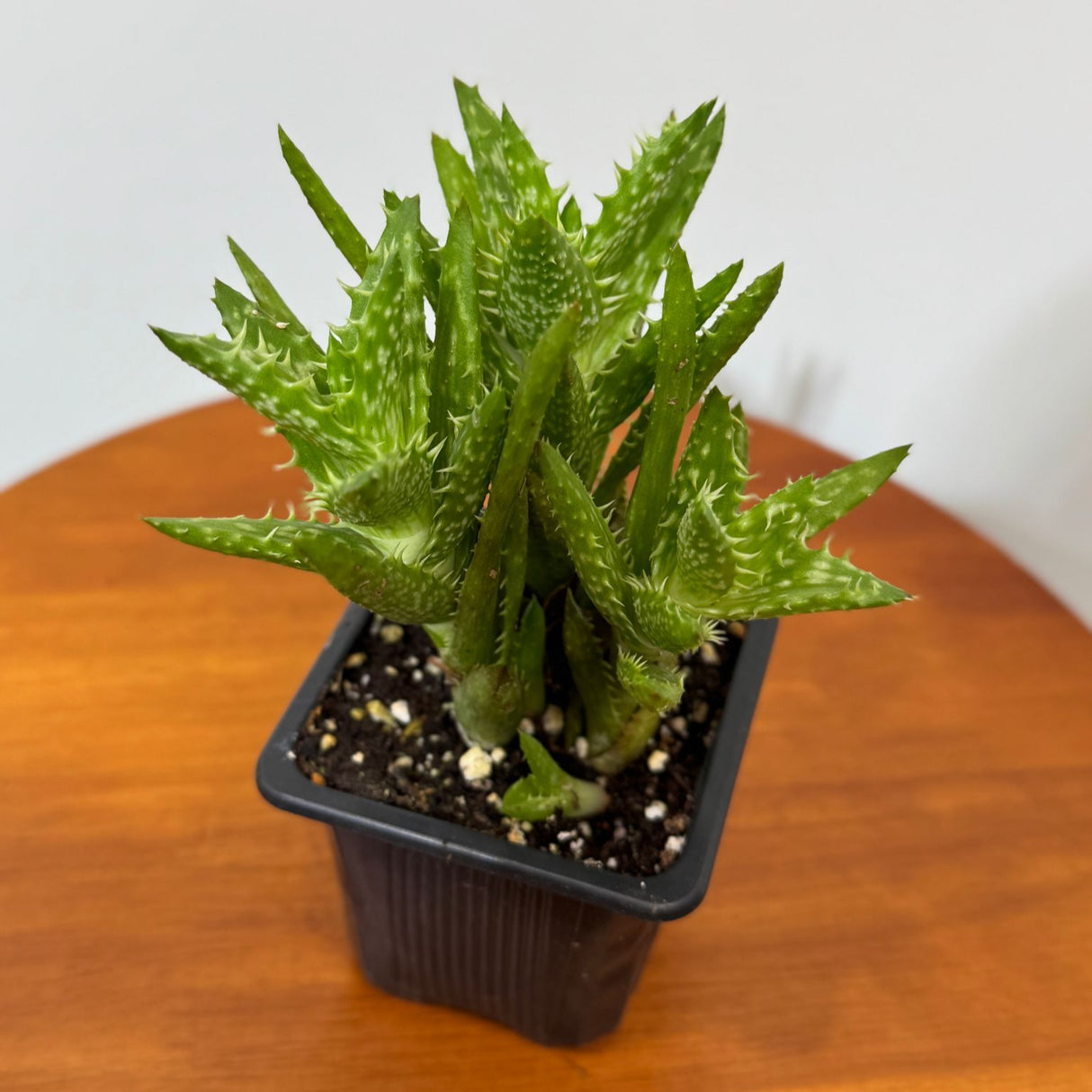 Aloe Juvenna in a 3" Grow Pot – Tiger Tooth Aloe – Live Unique Tooth Aloe with Spiky Green Leaves