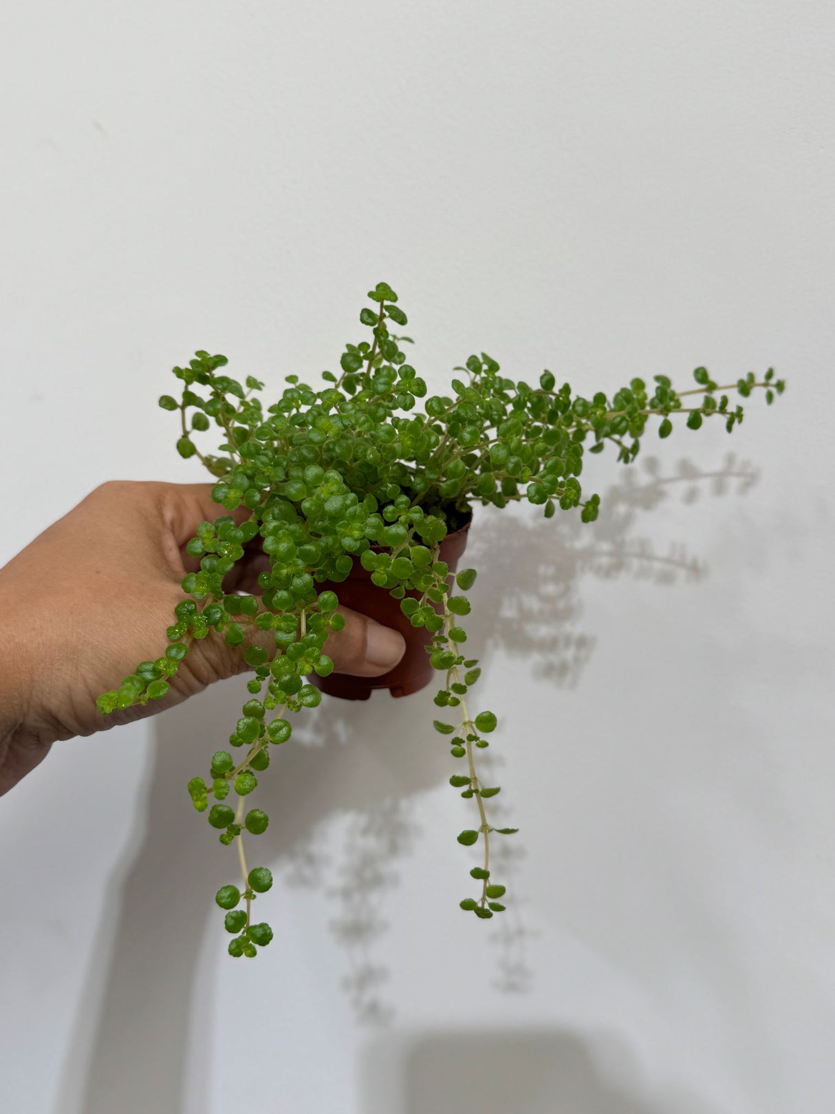 Pilea Depressa in a 2" Grow Pot - Soleirolia Seloirolii – Live Pillow Plant - Baby Tears Plant for Home or Office Décor – Easy Care Indoor Plant - Trailing Indoor Plant
