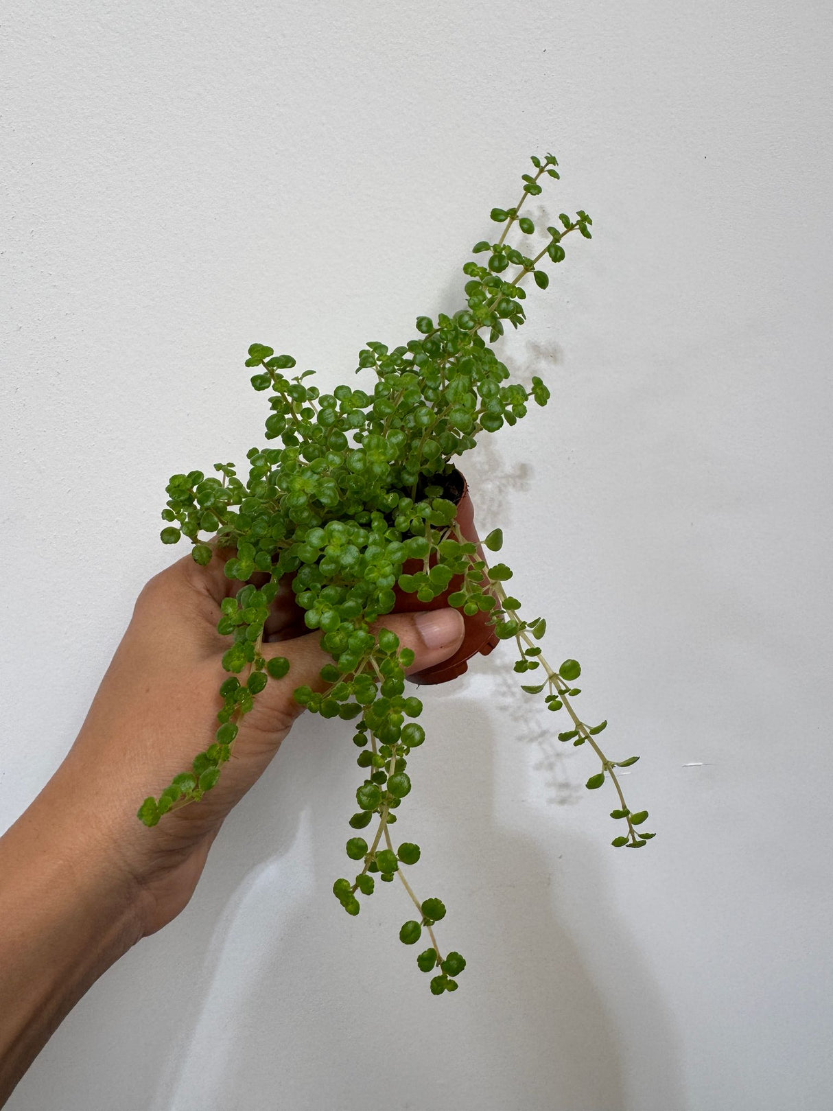 Pilea Depressa in a 2" Grow Pot - Soleirolia Seloirolii – Live Pillow Plant - Baby Tears Plant for Home or Office Décor – Easy Care Indoor Plant - Trailing Indoor Plant