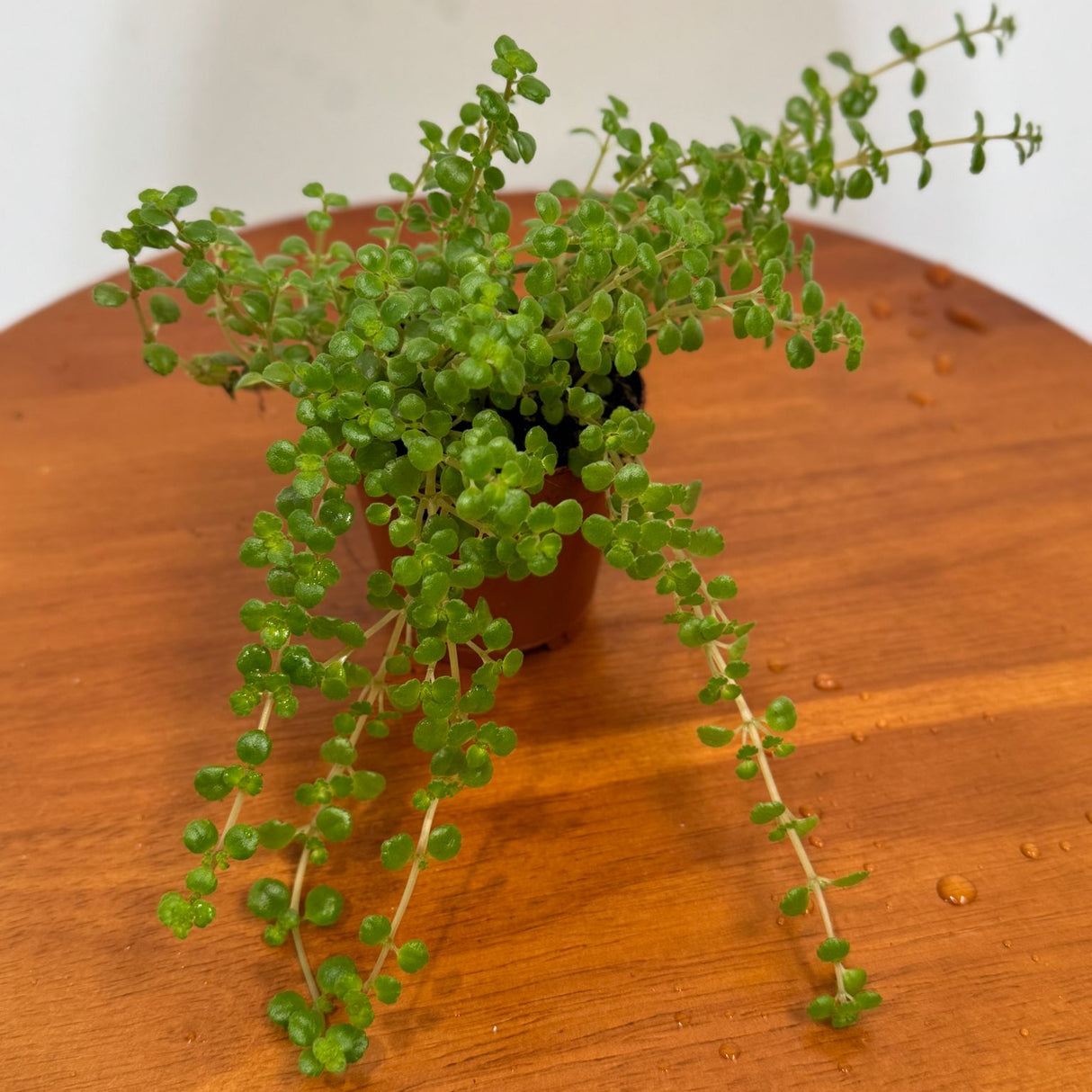 Pilea Depressa in a 2" Grow Pot - Soleirolia Seloirolii – Live Pillow Plant - Baby Tears Plant for Home or Office Décor – Easy Care Indoor Plant - Trailing Indoor Plant