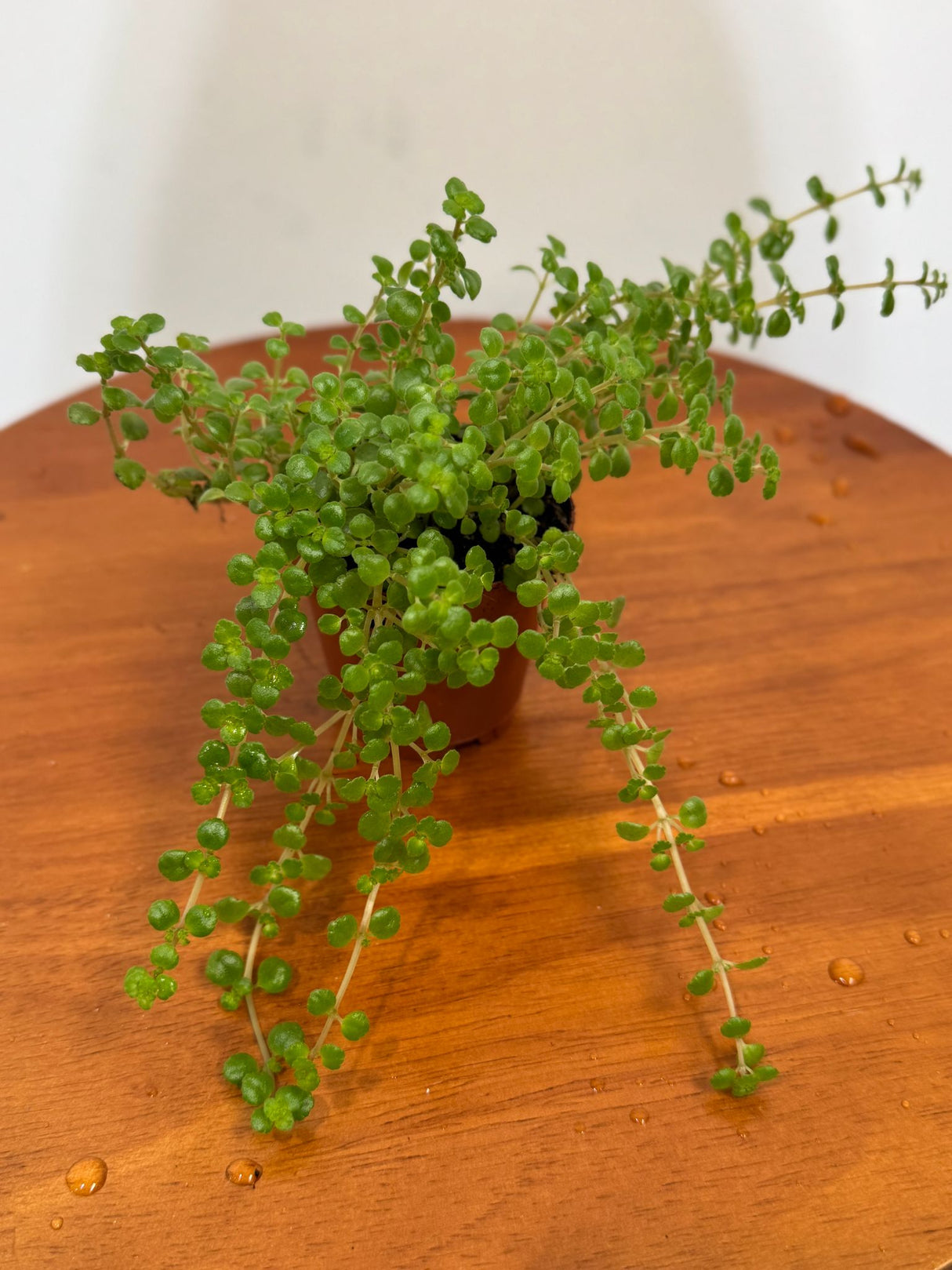 Pilea Depressa in a 2" Grow Pot - Soleirolia Seloirolii – Live Pillow Plant - Baby Tears Plant for Home or Office Décor – Easy Care Indoor Plant - Trailing Indoor Plant
