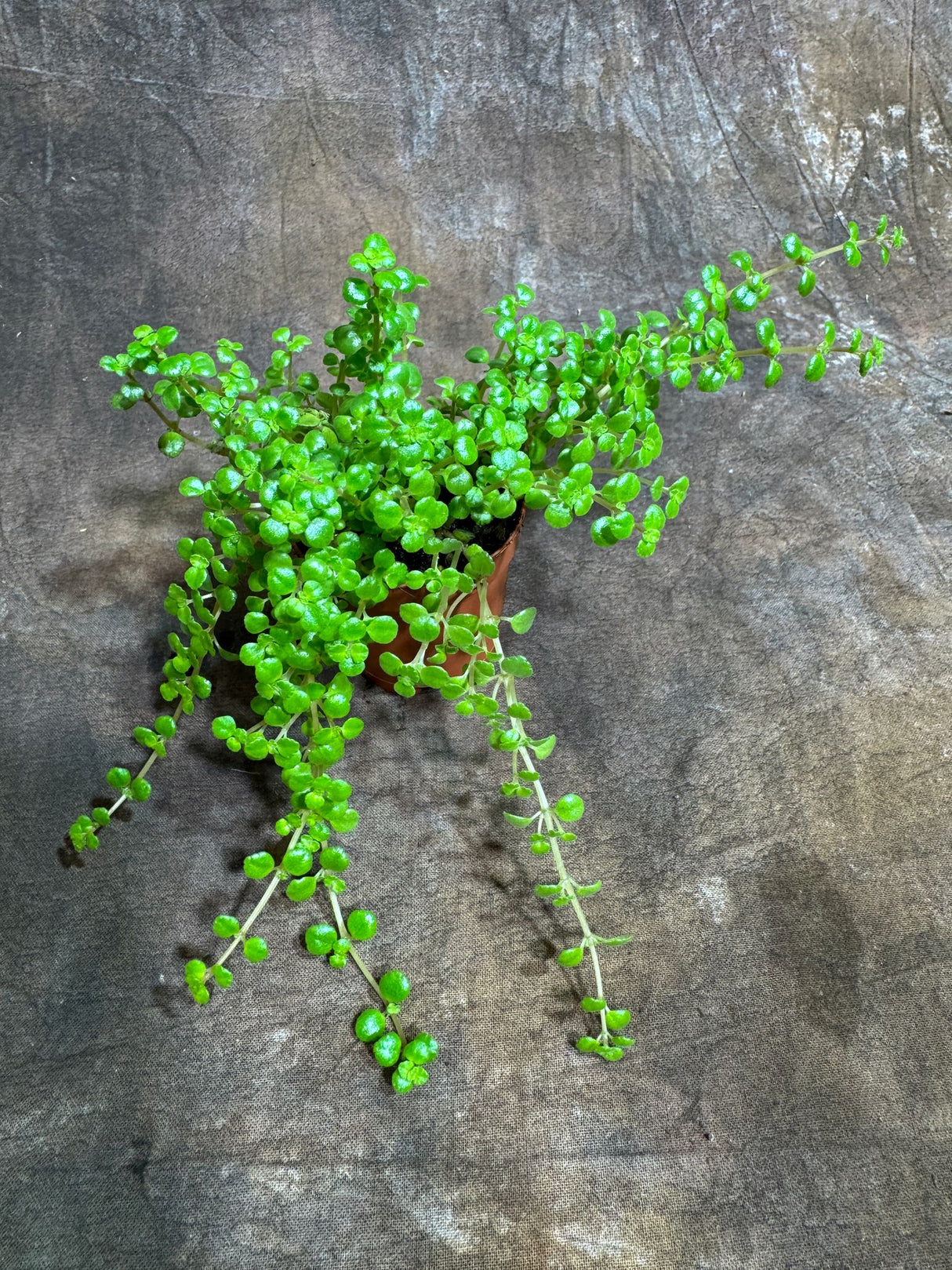 Pilea Depressa "Tiny Tears" in 2" Grow Pot – Charming Trailing Houseplant – Low Maintenance Indoor Plant for Home or Office