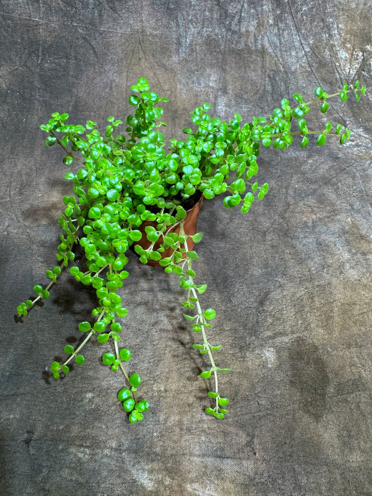 Pilea Depressa "Tiny Tears" in 2" Grow Pot – Charming Trailing Houseplant – Low Maintenance Indoor Plant for Home or Office