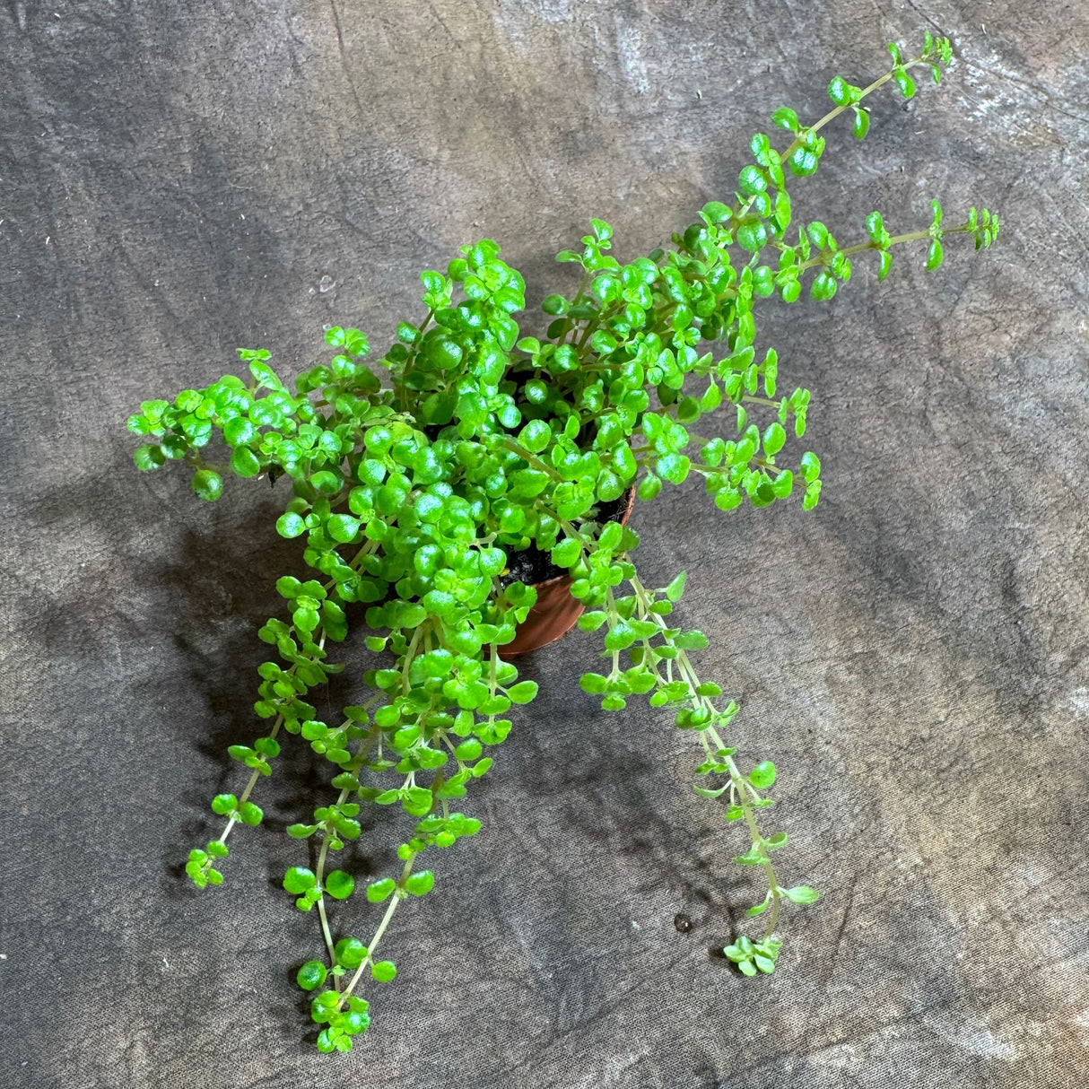 Pilea Depressa "Tiny Tears" in 2" Grow Pot – Charming Trailing Houseplant – Low Maintenance Indoor Plant for Home or Office