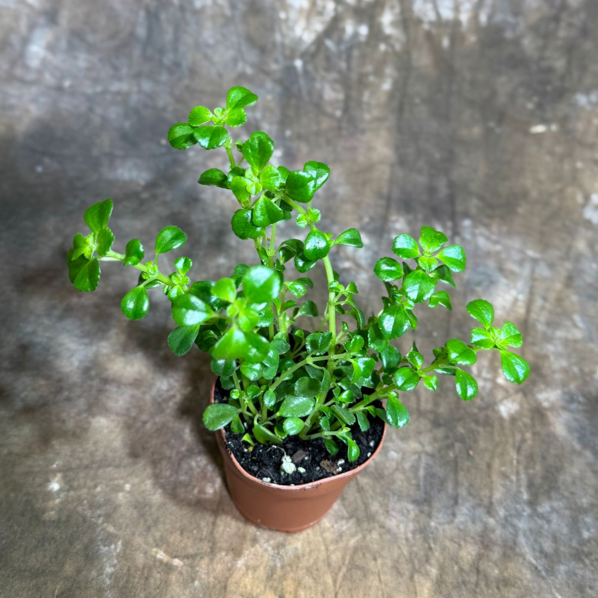 Pilea Depressa "Baby Tears" Plant in 2" Grow Pot – Lush Trailing Houseplant – Easy Care Indoor Plant for Home or Office Decor