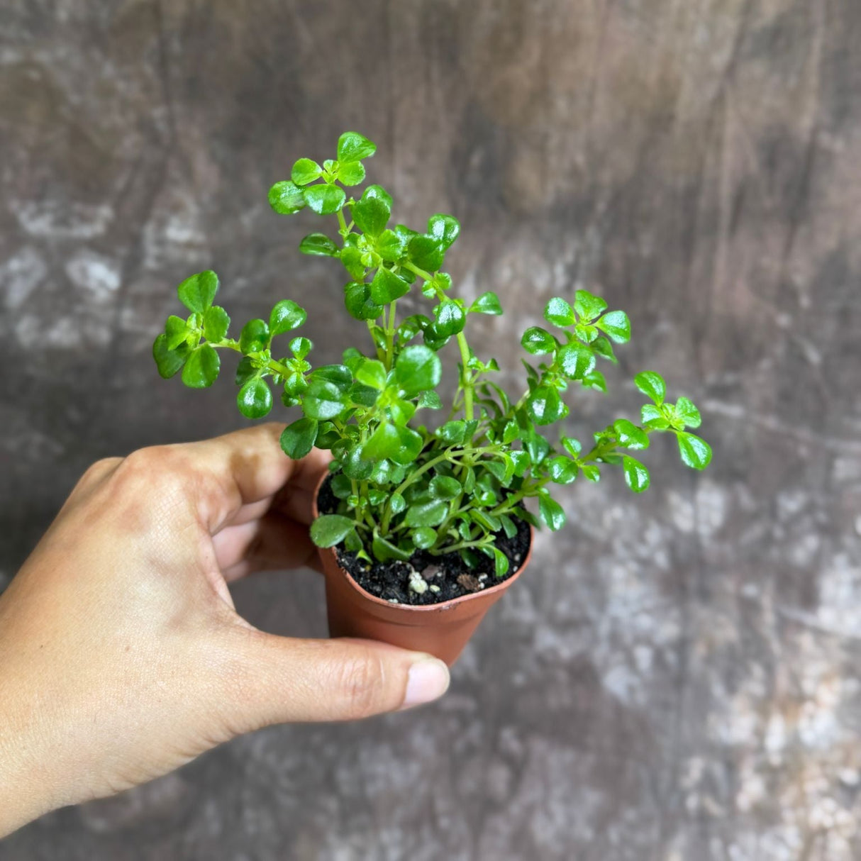 Pilea Depressa "Baby Tears" Plant in 2" Grow Pot – Lush Trailing Houseplant – Easy Care Indoor Plant for Home or Office Decor