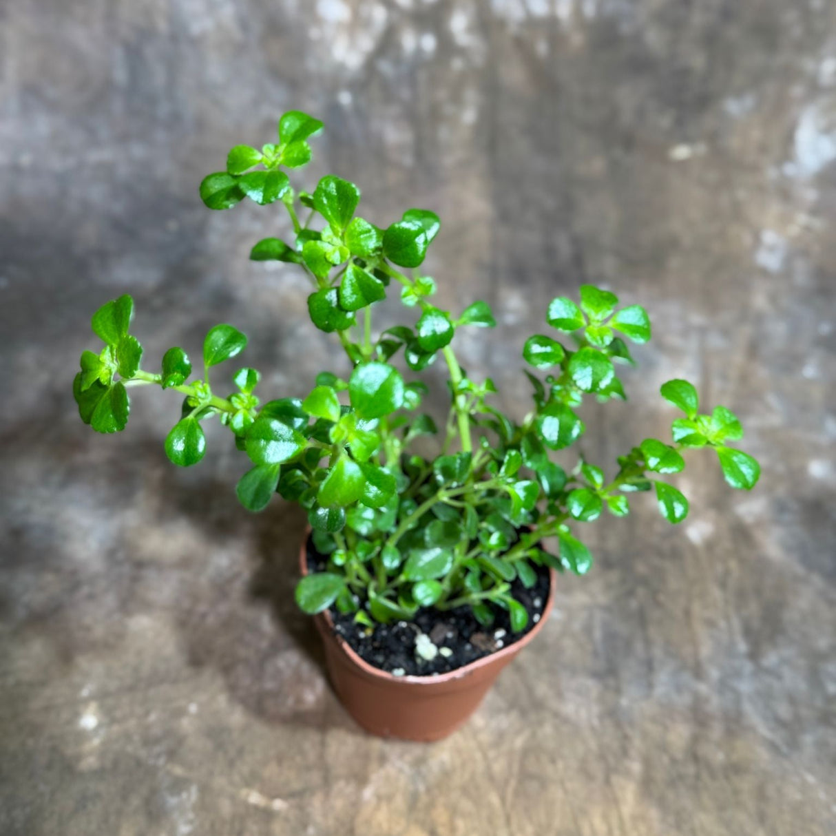Pilea Depressa "Baby Tears" Plant in 2" Grow Pot – Lush Trailing Houseplant – Easy Care Indoor Plant for Home or Office Decor