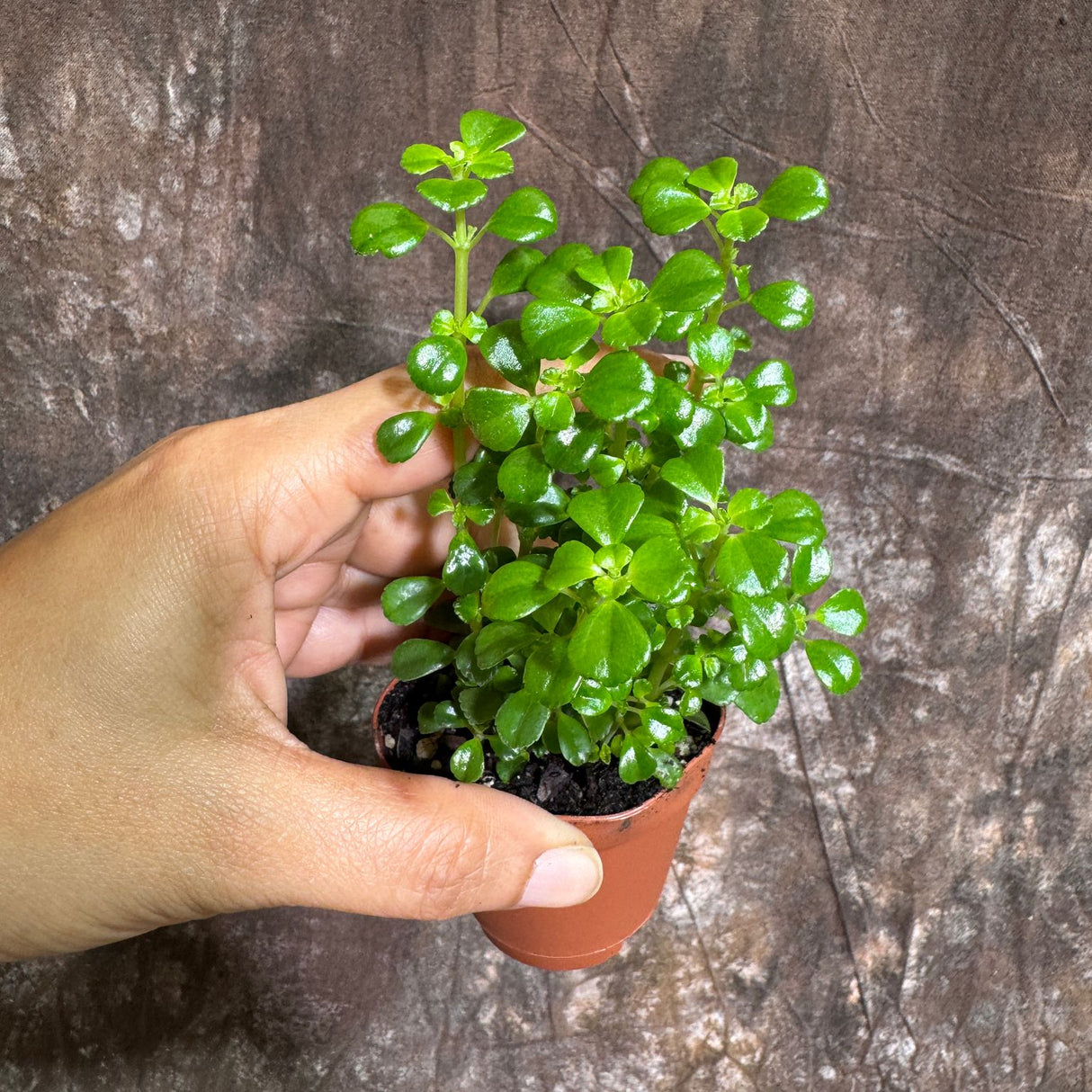 Pilea Depressa "Baby Tears" Plant in 2" Grow Pot – Lush Trailing Houseplant – Easy Care Indoor Plant for Home or Office Decor