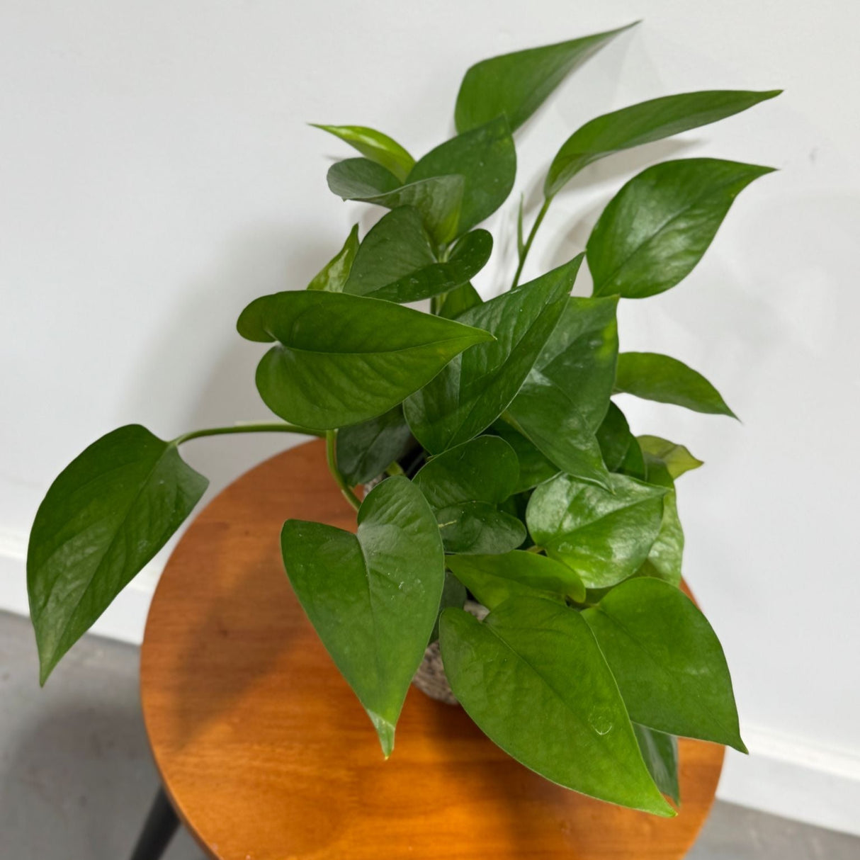 Jade Pothos in a 4" Grow Pot – Epipremnum Aureum - Easy Care Indoor Vining Houseplant - Trailing Indoor Plant - Tropical Low Maintenance Plant - Low Light Indoor Plant