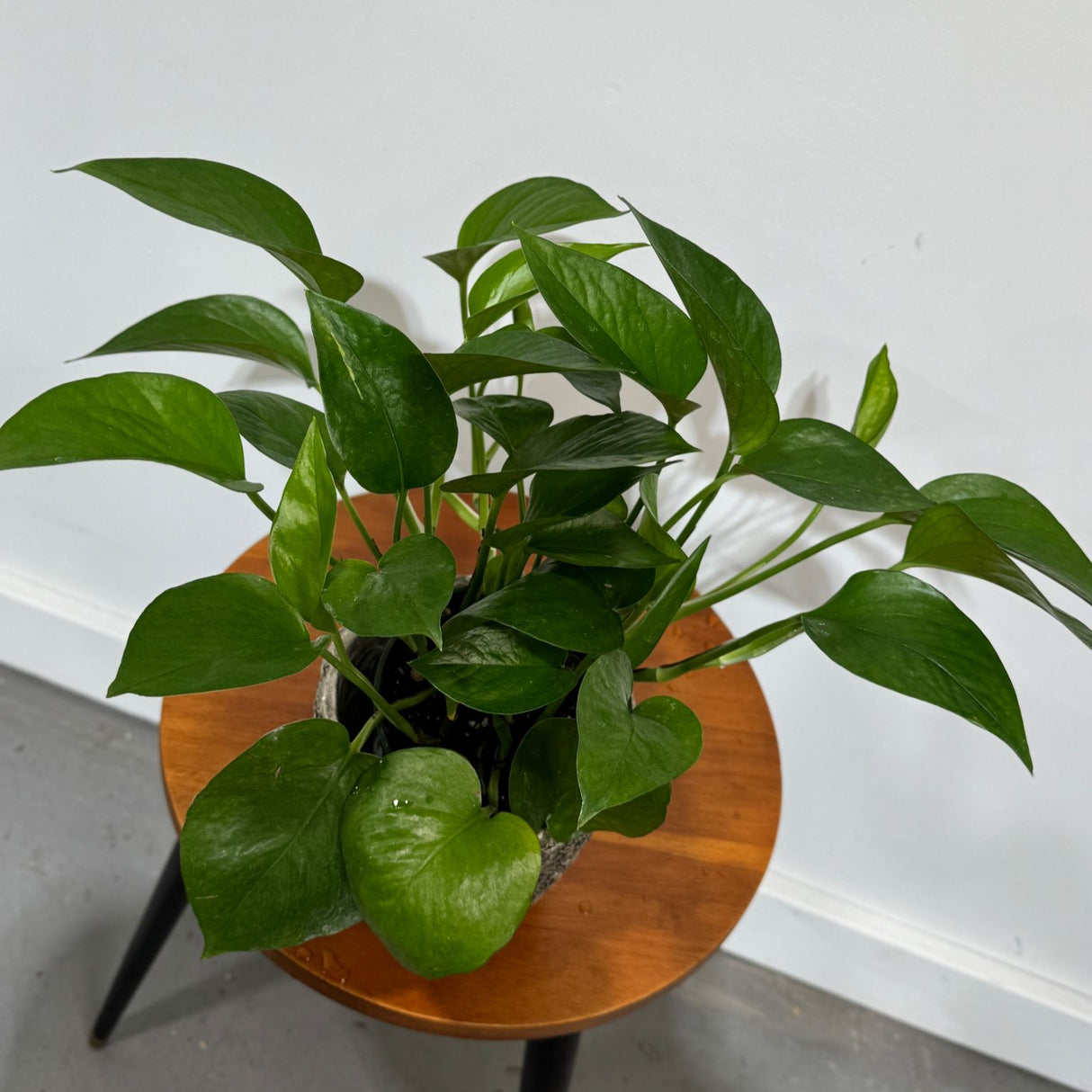 Jade Pothos in a 4" Grow Pot – Epipremnum Aureum - Easy Care Indoor Vining Houseplant - Trailing Indoor Plant - Tropical Low Maintenance Plant - Low Light Indoor Plant