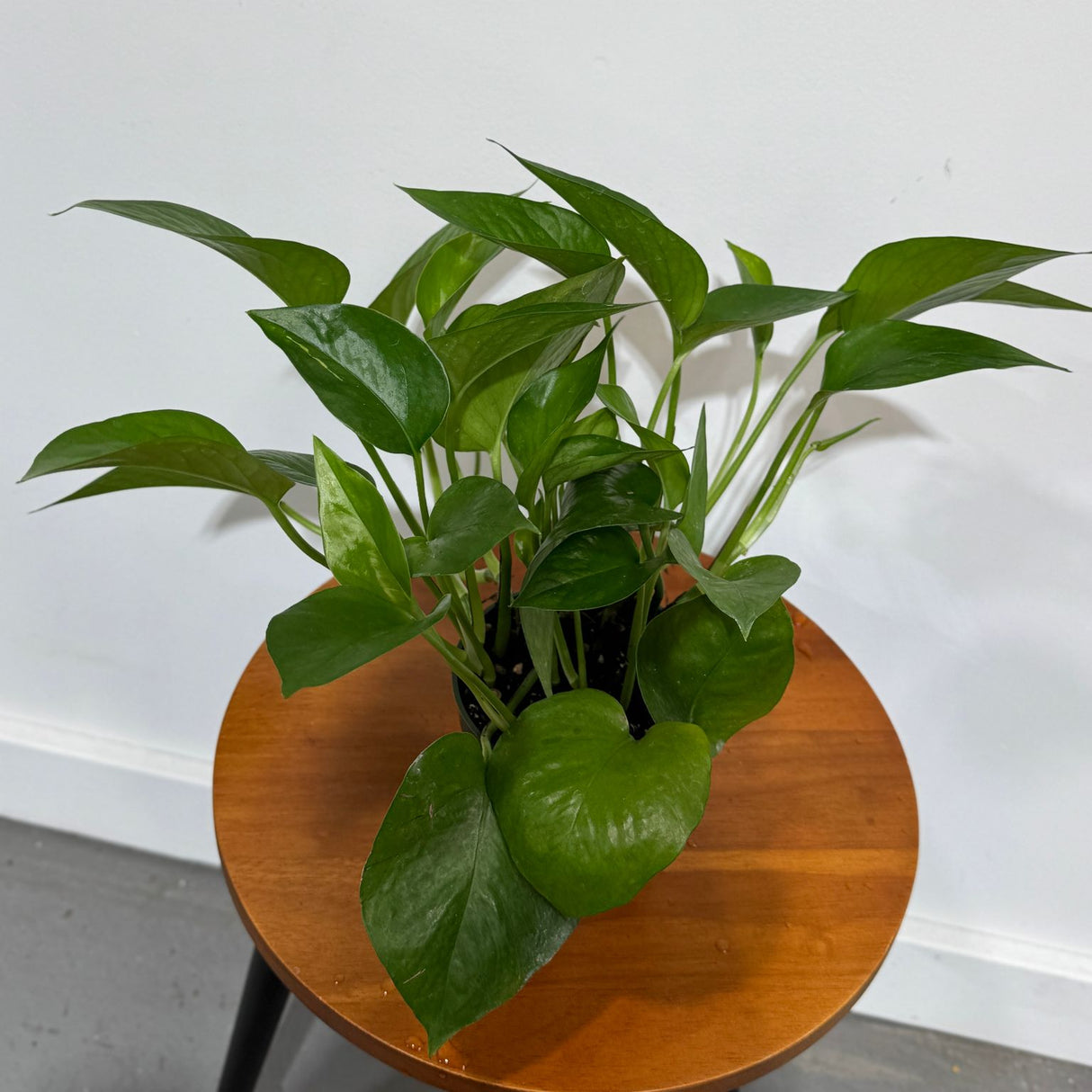 Jade Pothos in a 4" Grow Pot – Epipremnum Aureum - Easy Care Indoor Vining Houseplant - Trailing Indoor Plant - Tropical Low Maintenance Plant - Low Light Indoor Plant
