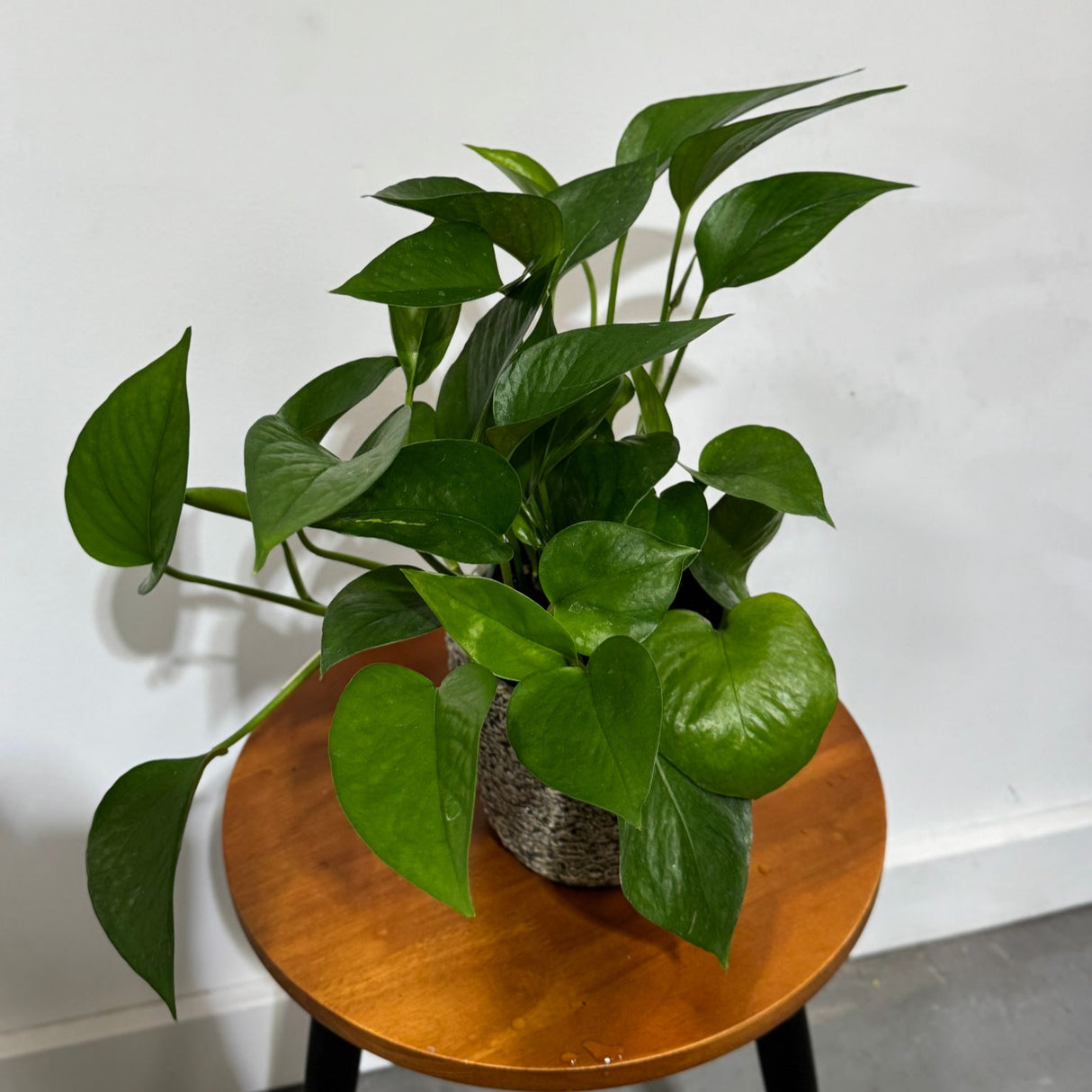 Jade Pothos in a 4" Grow Pot – Epipremnum Aureum - Easy Care Indoor Vining Houseplant - Trailing Indoor Plant - Tropical Low Maintenance Plant - Low Light Indoor Plant