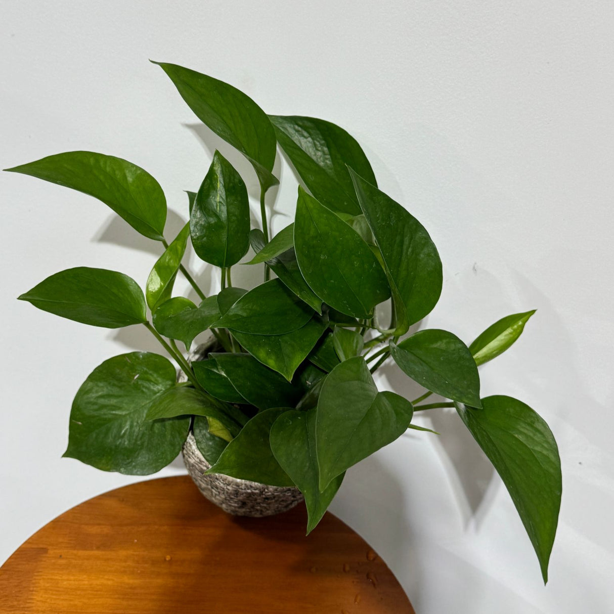 Jade Pothos in a 4" Grow Pot – Epipremnum Aureum - Easy Care Indoor Vining Houseplant - Trailing Indoor Plant - Tropical Low Maintenance Plant - Low Light Indoor Plant