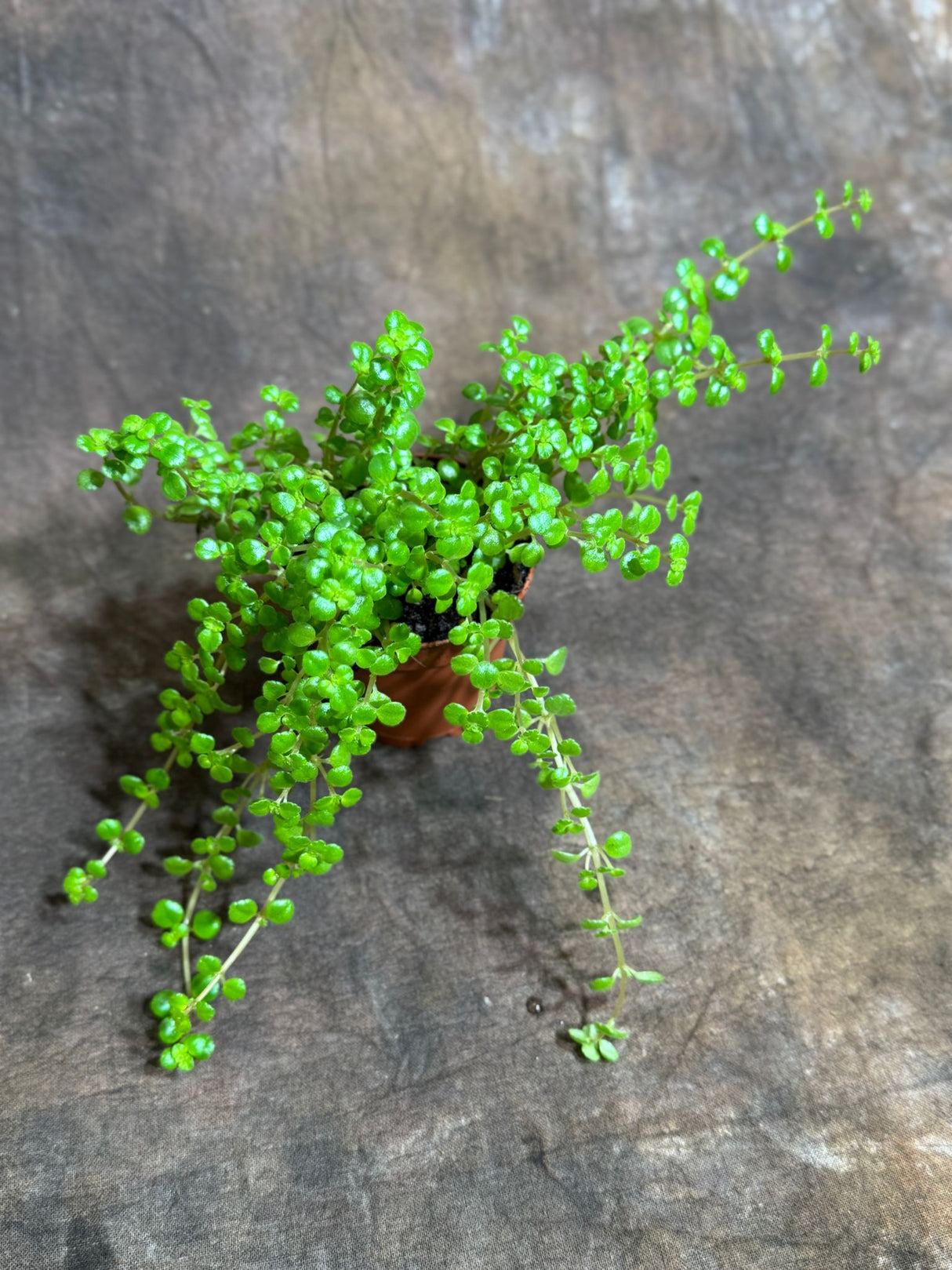 Pilea Depressa "Tiny Tears" in 2" Grow Pot – Charming Trailing Houseplant – Low Maintenance Indoor Plant for Home or Office