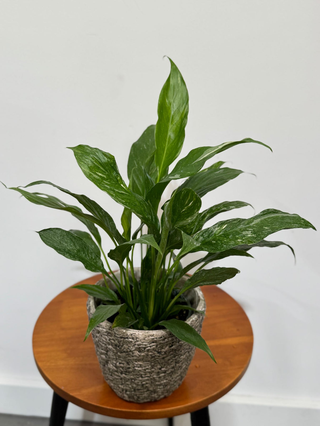 Peace Lily Flowering Plant Set - Spathiphyllum White Flower Plant For Indoor - Low Light Blooming Houseplants
