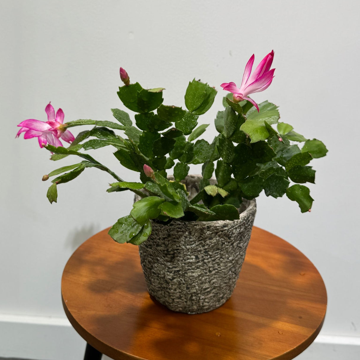 Schlumbergera Bridgesii in 4" Grow Pot - Christmas Cactus – Indoor Succulent Plant - Easy Low Maintenance Houseplant