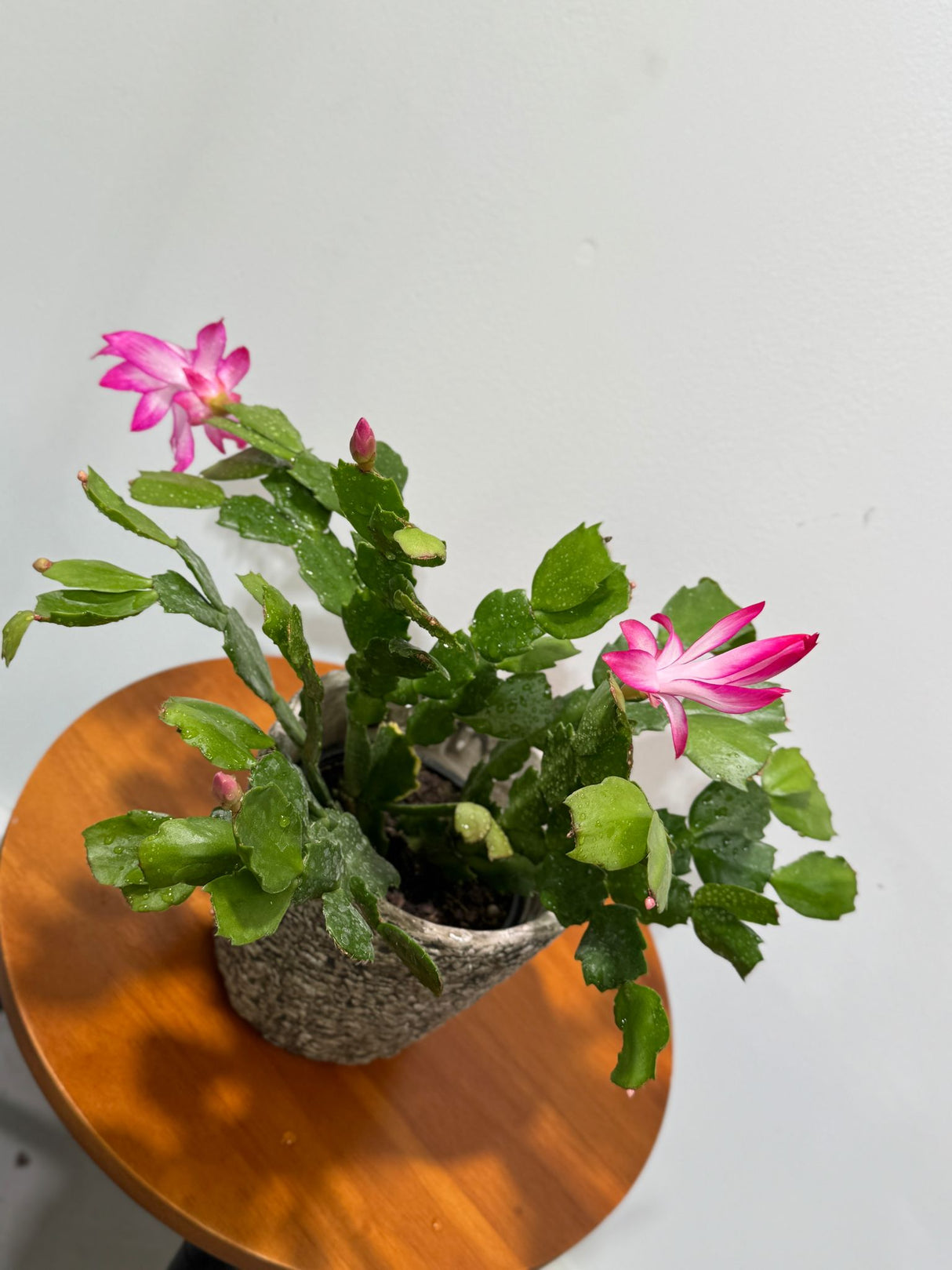 Schlumbergera Bridgesii in 4" Grow Pot - Christmas Cactus – Indoor Succulent Plant - Easy Low Maintenance Houseplant