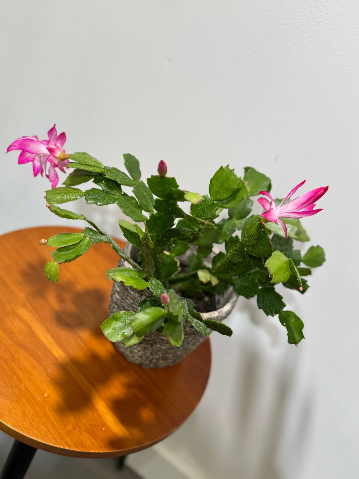 Schlumbergera Bridgesii in 4" Grow Pot - Christmas Cactus – Indoor Succulent Plant - Easy Low Maintenance Houseplant
