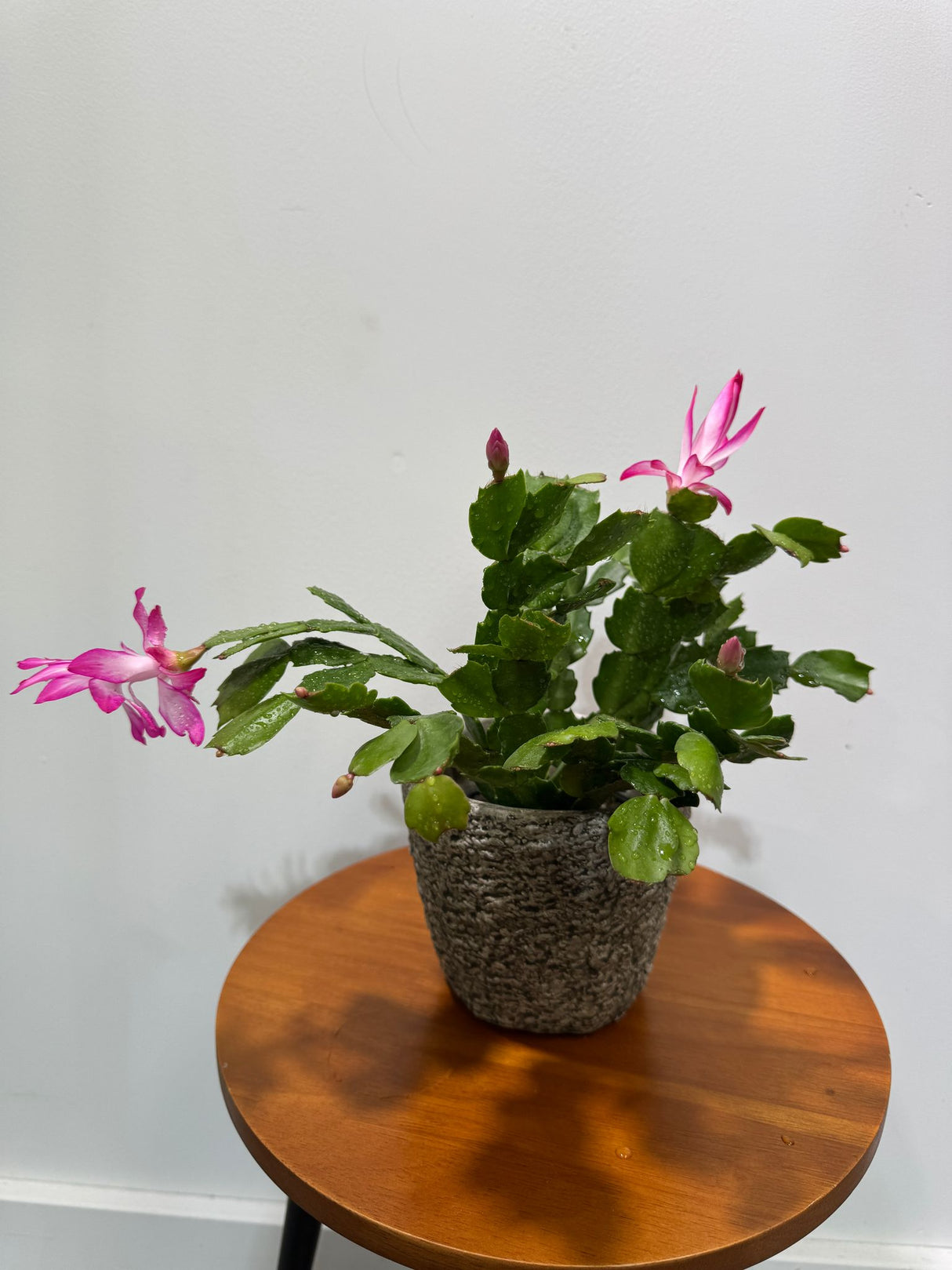 Schlumbergera Bridgesii in 4" Grow Pot - Christmas Cactus – Indoor Succulent Plant - Easy Low Maintenance Houseplant