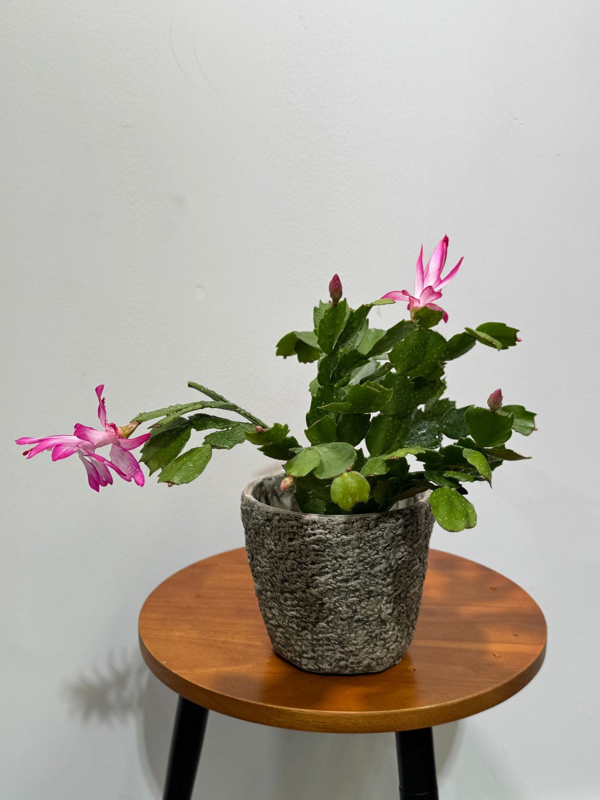 Schlumbergera Bridgesii in 4" Grow Pot - Christmas Cactus – Indoor Succulent Plant - Easy Low Maintenance Houseplant
