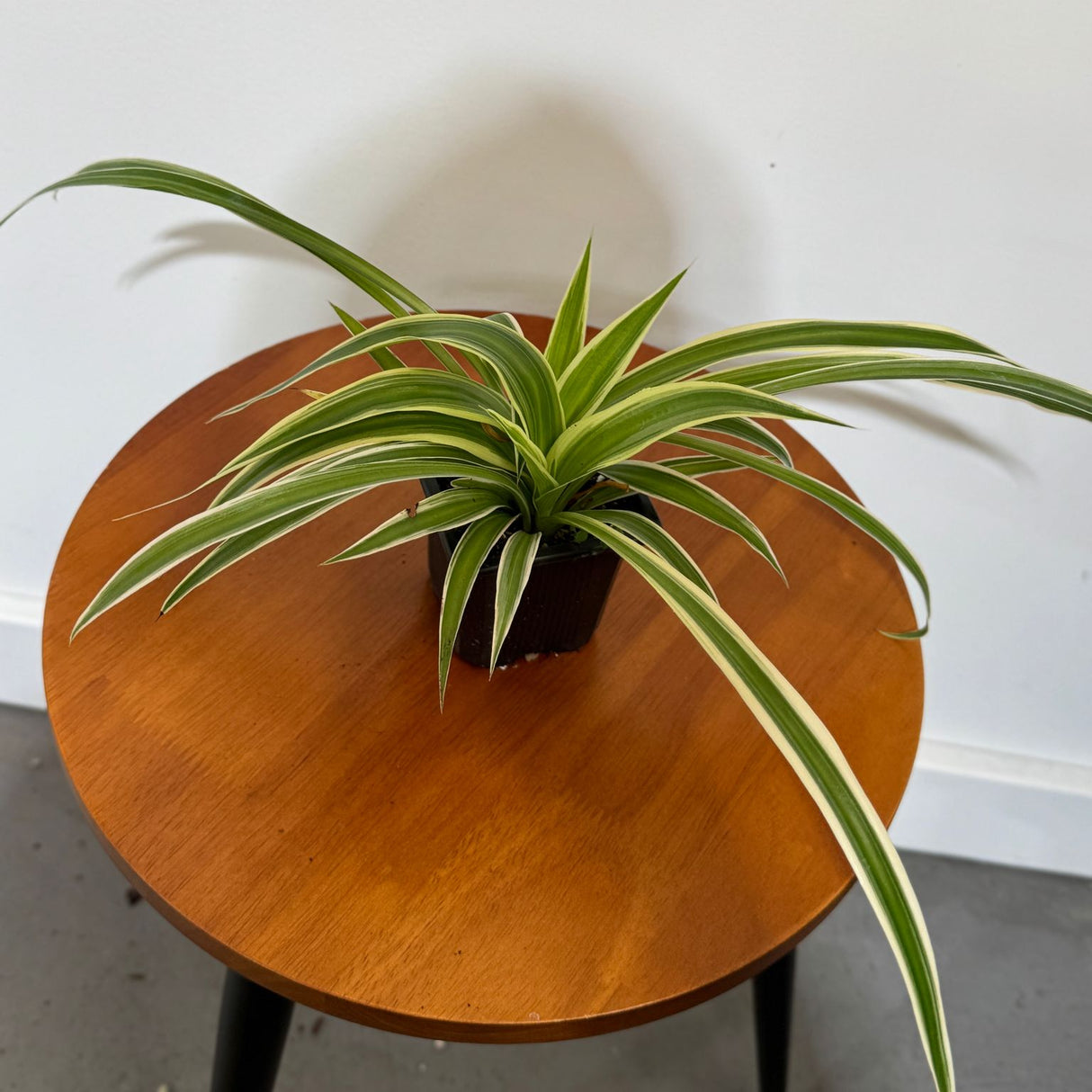Variegated Spider Plant in a 2" Grow Pot – Chlorophytum Comosum – Live Air Purifying Plant - Low Light Indoor Houseplant – Easy Care Tropical Plant