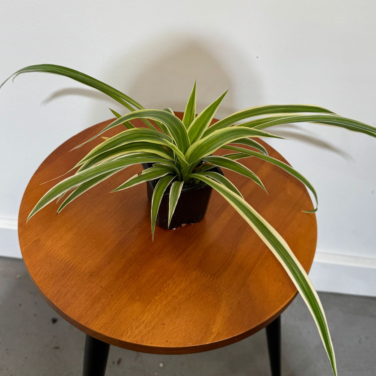 Variegated Spider Plant in a 2" Grow Pot – Chlorophytum Comosum – Live Air Purifying Plant - Low Light Indoor Houseplant – Easy Care Tropical Plant
