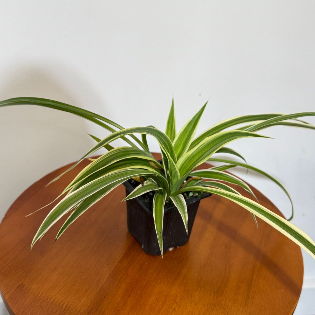 Variegated Spider Plant in a 2" Grow Pot – Chlorophytum Comosum – Live Air Purifying Plant - Low Light Indoor Houseplant – Easy Care Tropical Plant
