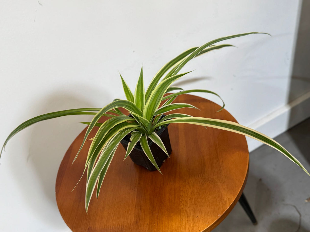 Variegated Spider Plant in a 2" Grow Pot – Chlorophytum Comosum – Live Air Purifying Plant - Low Light Indoor Houseplant – Easy Care Tropical Plant