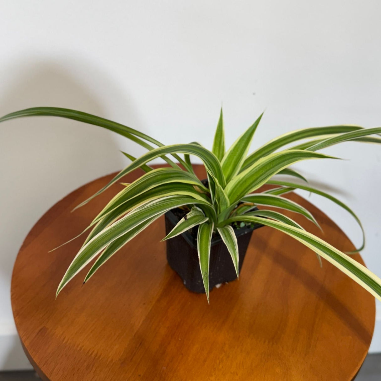 Variegated Spider Plant in a 2" Grow Pot – Chlorophytum Comosum – Live Air Purifying Plant - Low Light Indoor Houseplant – Easy Care Tropical Plant