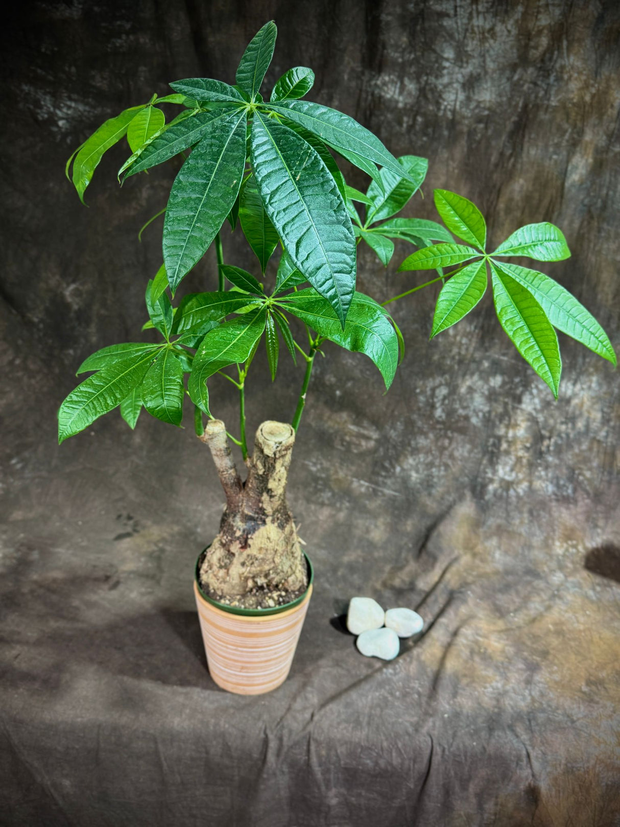 Pachira Aquatica Bonsai 2Ft in a 6” Grow Pot - Money Tree Plant - Bonsai Money Tree - Easy Care Houseplant - Air Purifying Indoor Plant