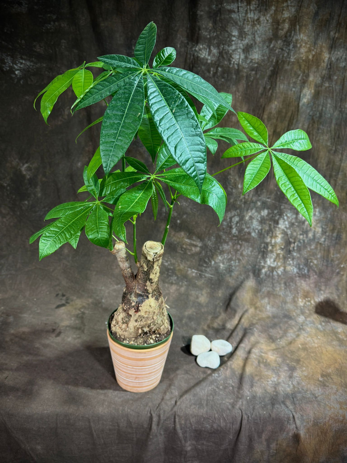 Pachira Aquatica Bonsai 2Ft in a 6” Grow Pot - Money Tree Plant - Bonsai Money Tree - Easy Care Houseplant - Air Purifying Indoor Plant