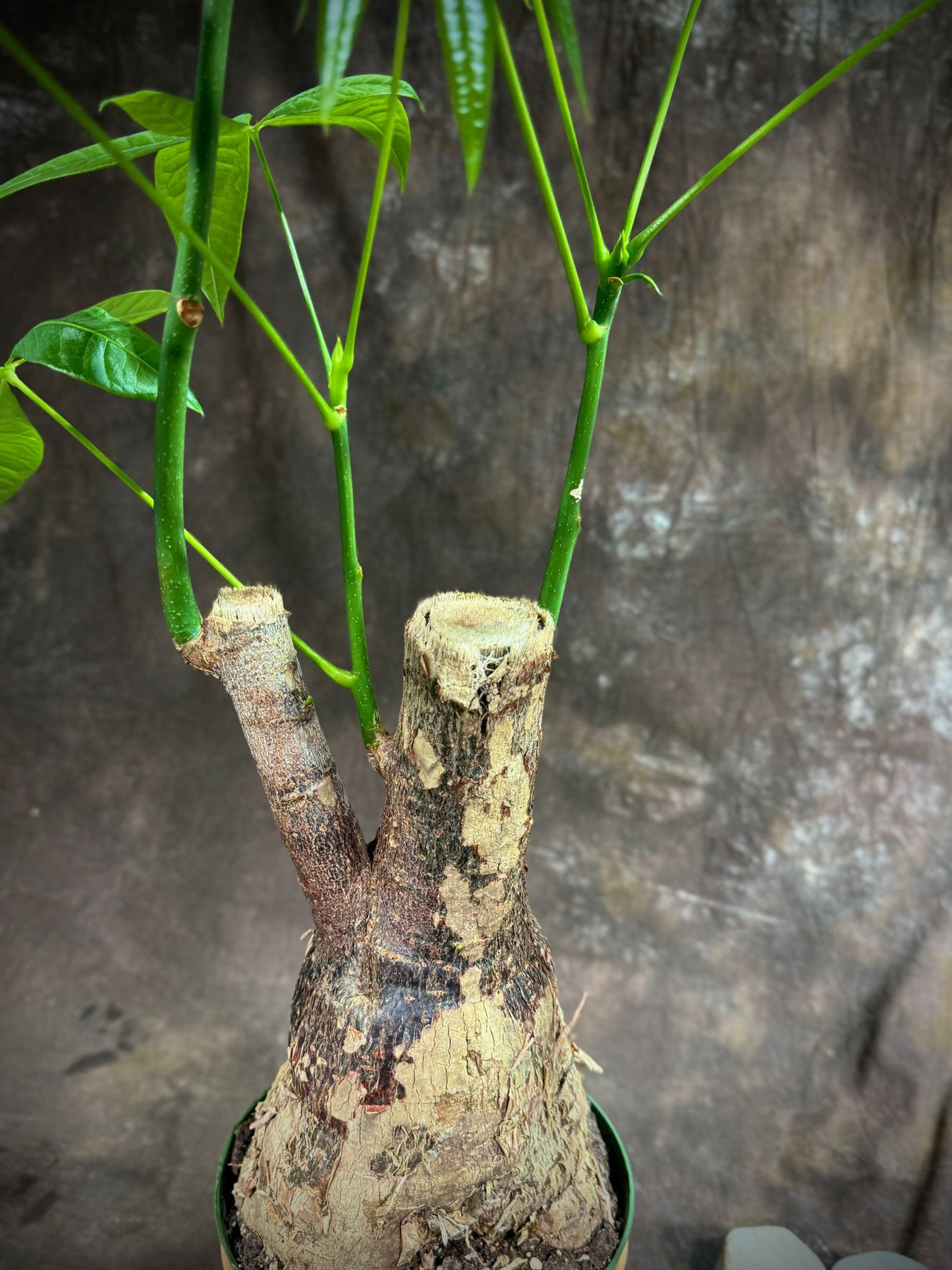 Pachira Aquatica Bonsai 2Ft in a 6” Grow Pot - Money Tree Plant - Bonsai Money Tree - Easy Care Houseplant - Air Purifying Indoor Plant