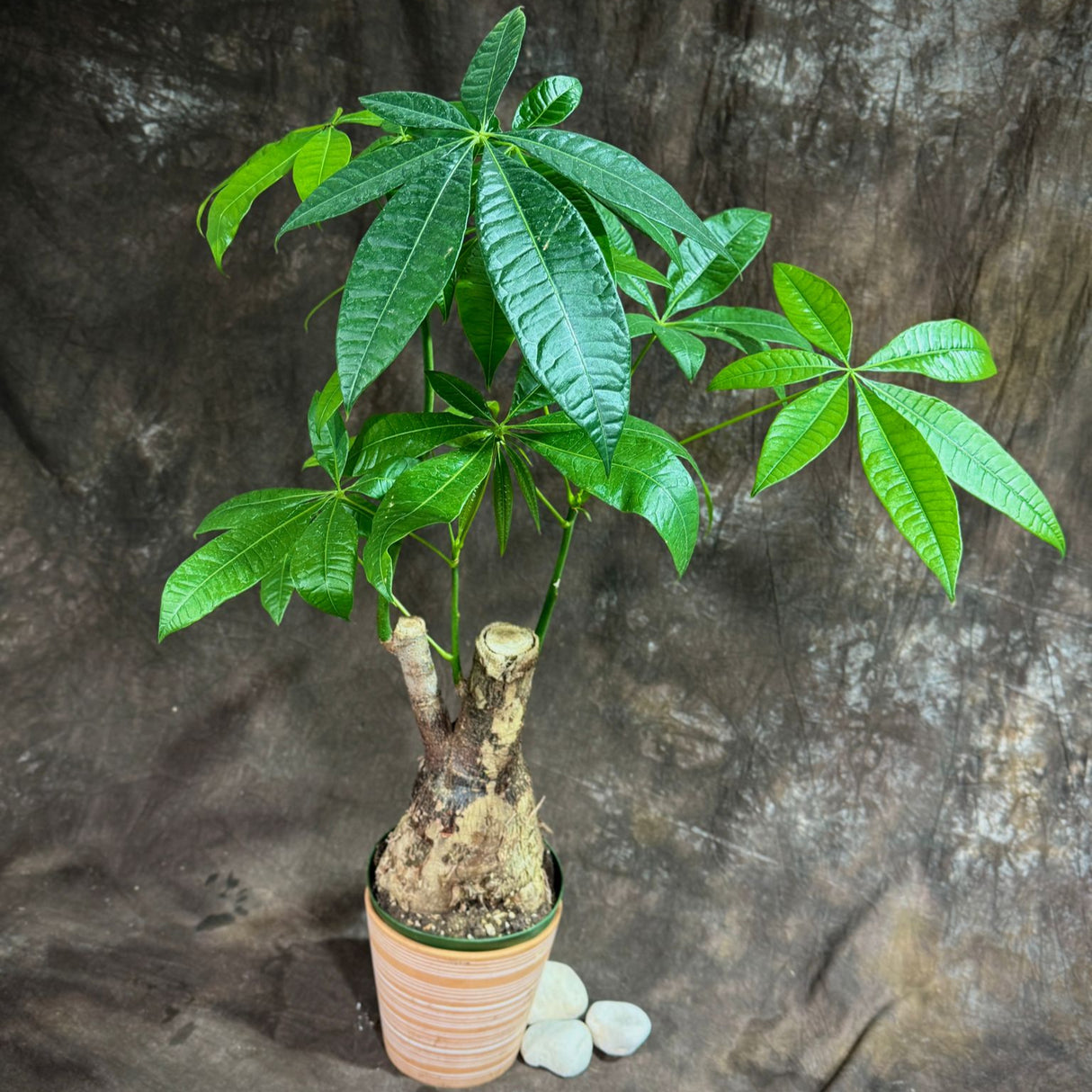 Pachira Aquatica Bonsai 2Ft in a 6” Grow Pot - Money Tree Plant - Bonsai Money Tree - Easy Care Houseplant - Air Purifying Indoor Plant