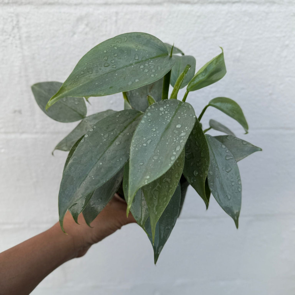 Silver Sword Philodendron in a 4" Grow Pot – Philodendron Silver Queen - Philodendron hastatum – Tropical Houseplant