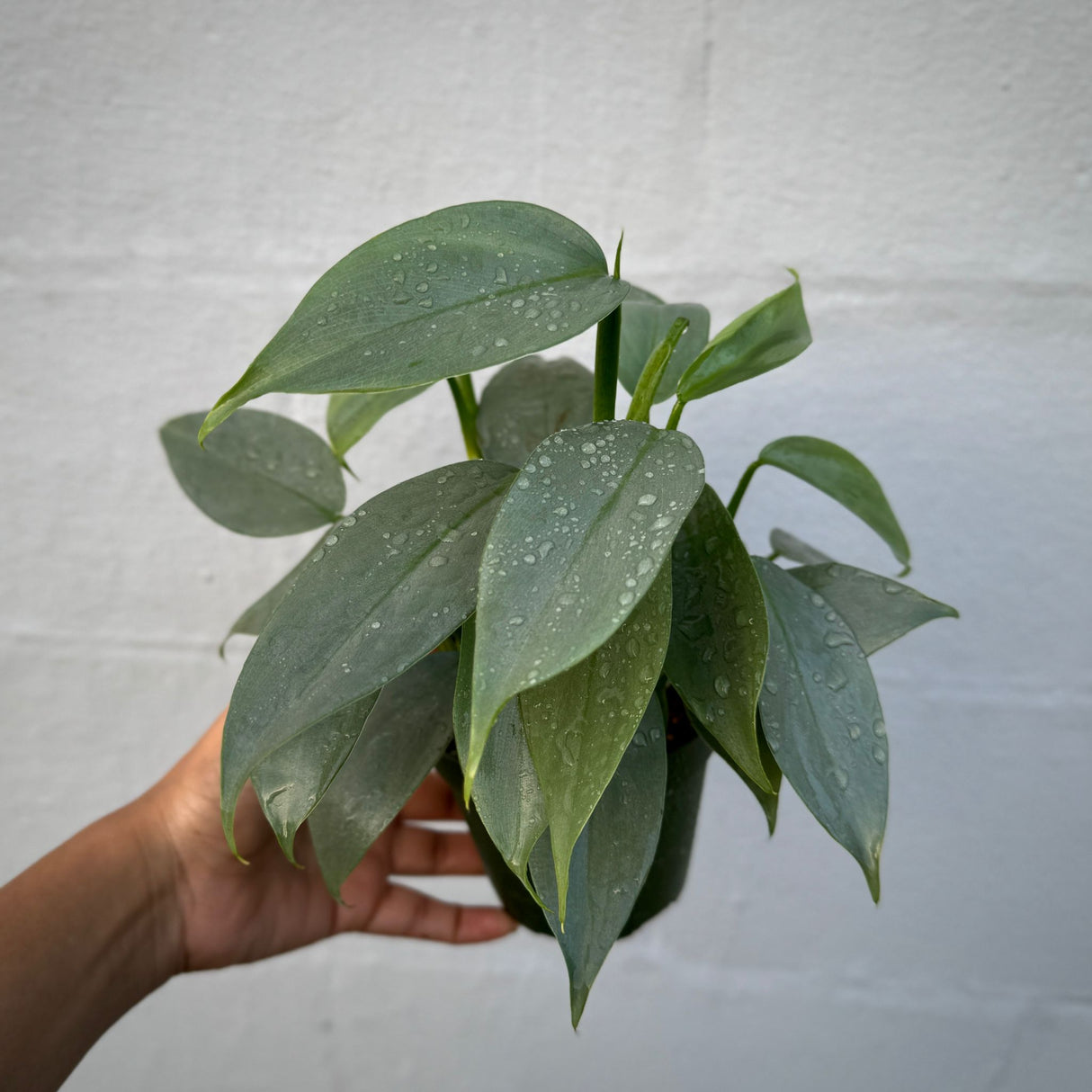 Silver Sword Philodendron in a 4" Grow Pot – Philodendron Silver Queen - Philodendron hastatum – Tropical Houseplant