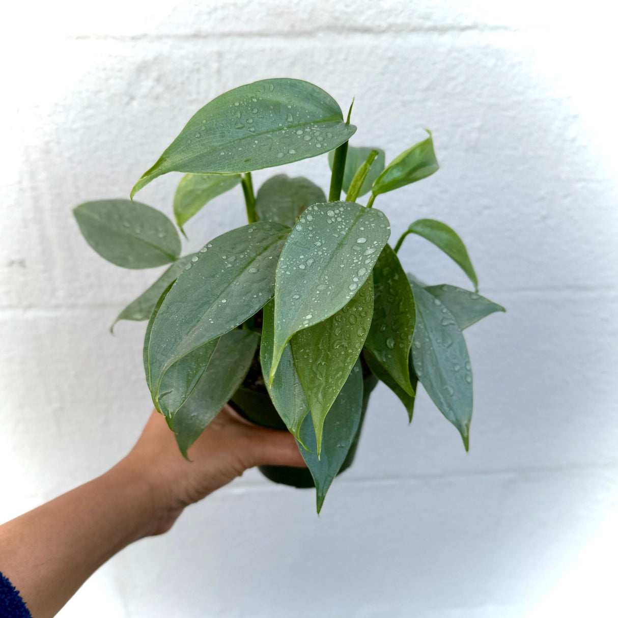 Silver Sword Philodendron in a 4" Grow Pot – Philodendron Silver Queen - Philodendron hastatum – Tropical Houseplant