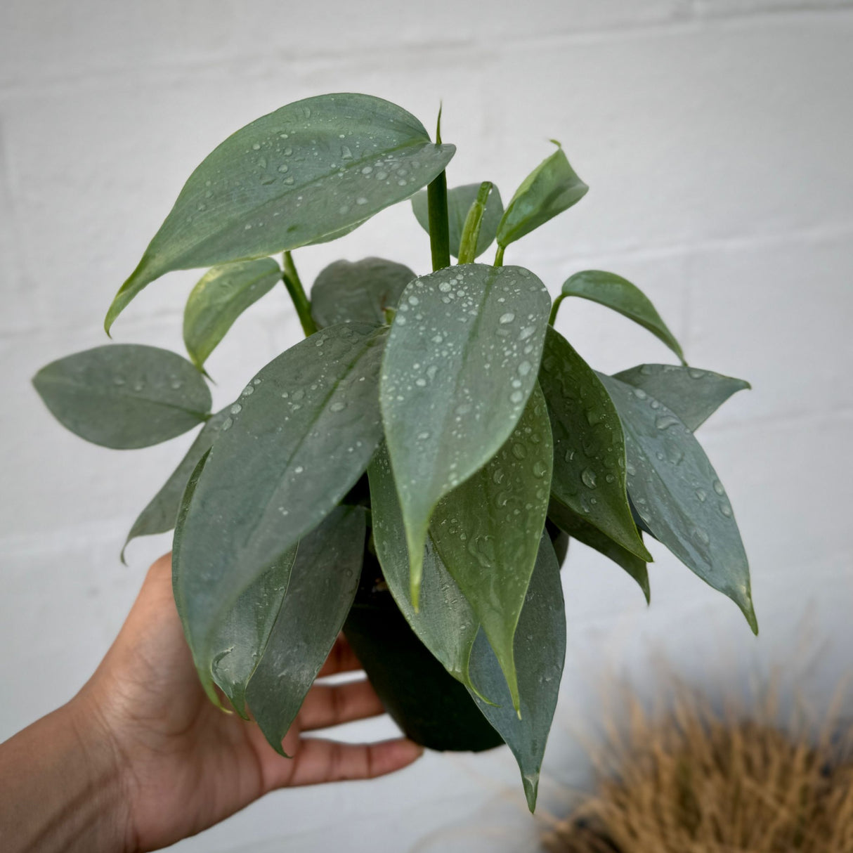 Silver Sword Philodendron in a 4" Grow Pot – Philodendron Silver Queen - Philodendron hastatum – Tropical Houseplant