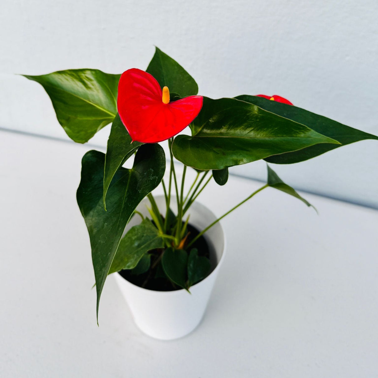 Red Anthurium Flamingo in a 4" Grow Pot – Anthurium Andraeanum – Red Flamingo Lily