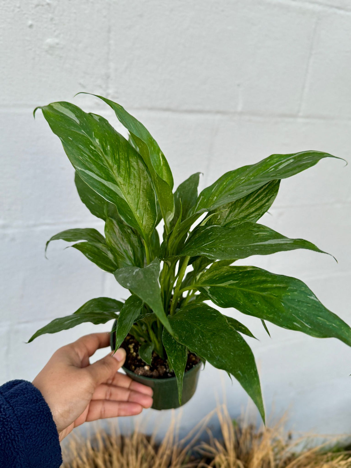 Variegated Peace Lily in a 4" Grow Plant – Indoor Flowering Plant – Variegated Lily Plant - Low Maintenance Blooming Houseplant