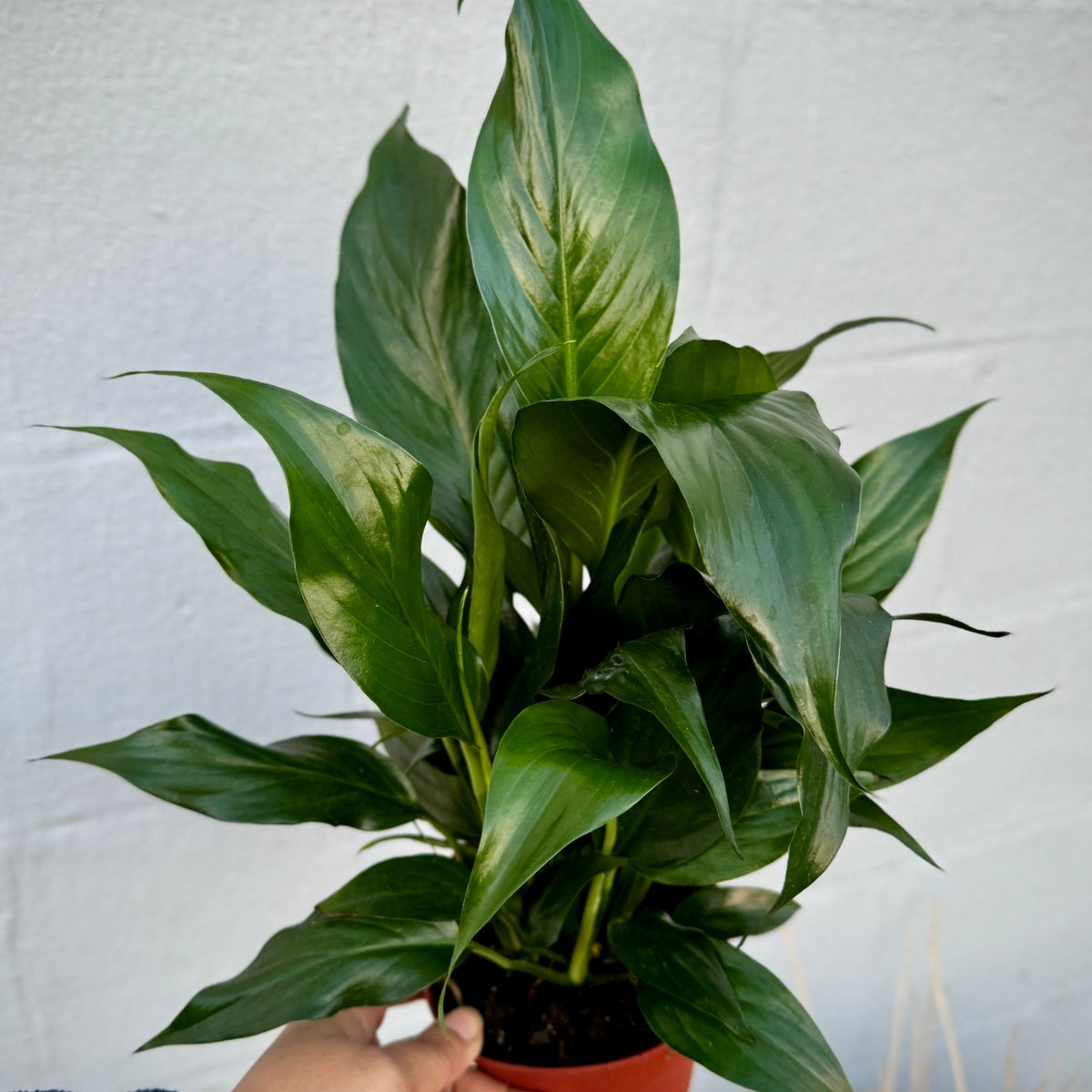 white lily houseplant Peace Lily Flowering Plant Set