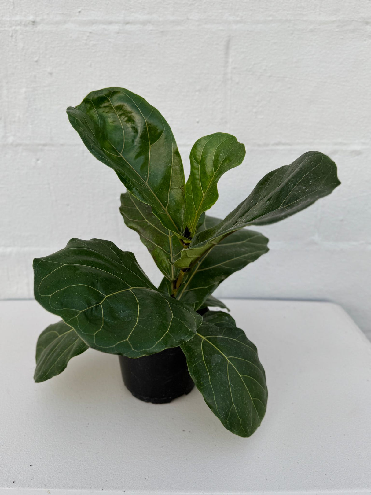 Fiddle Leaf Fig Tree in a 6" Grow Pot – Ficus Lyrata – Indoor Fig Plant – Air Purifying Indoor Plant – Low Maintenance Houseplant - Live Tropical Houseplant