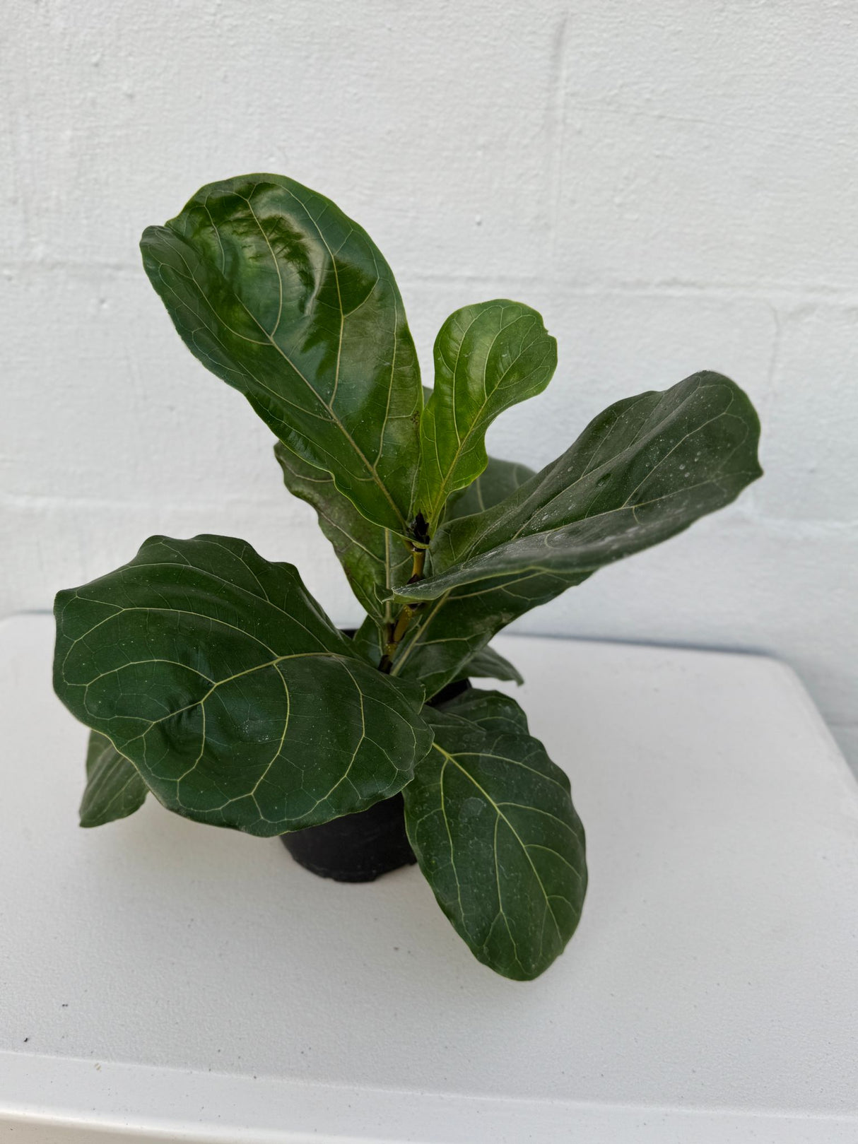 Fiddle Leaf Fig Tree in a 6" Grow Pot – Ficus Lyrata – Indoor Fig Plant – Air Purifying Indoor Plant – Low Maintenance Houseplant - Live Tropical Houseplant