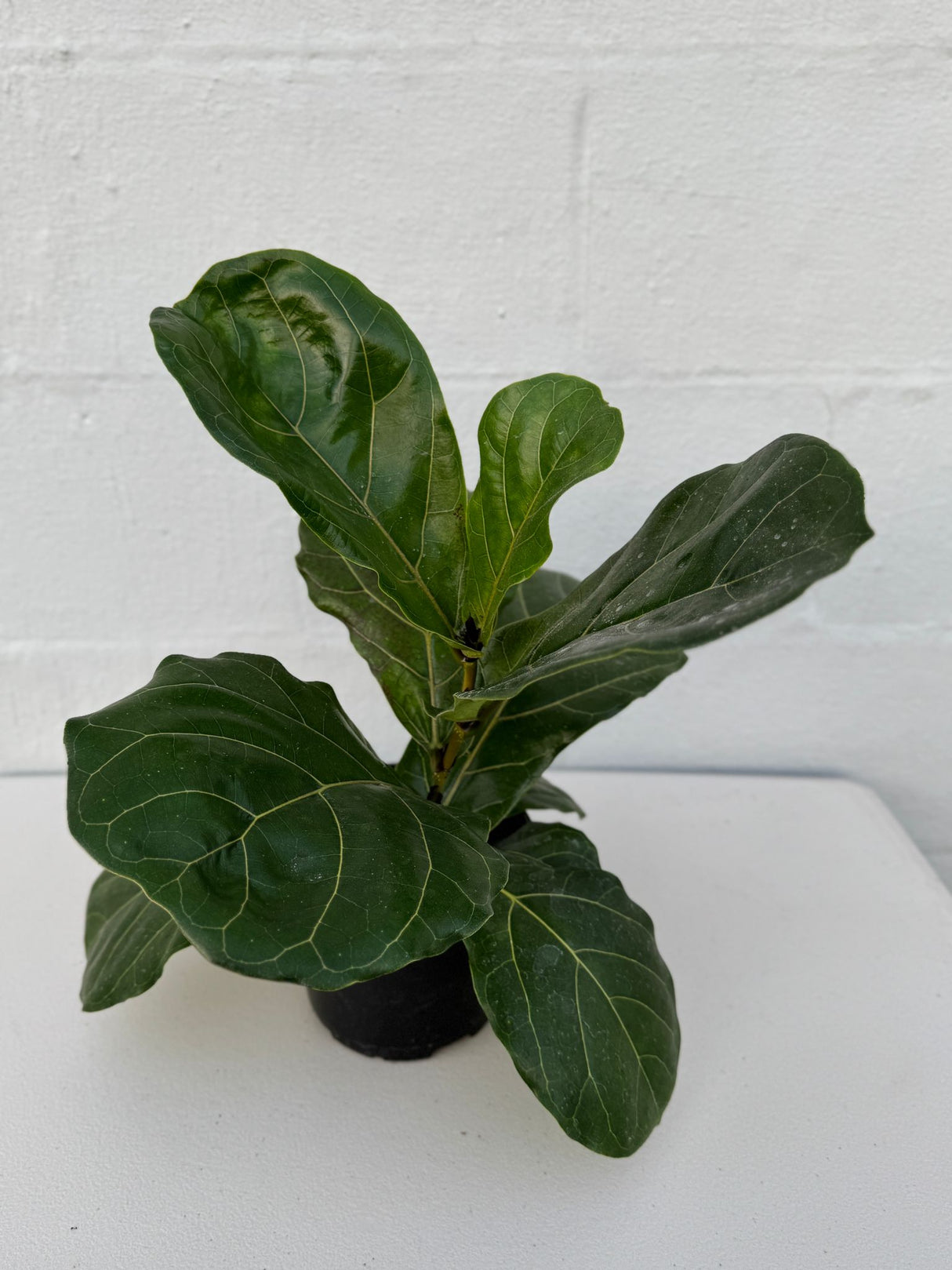 Fiddle Leaf Fig Tree in a 6" Grow Pot – Ficus Lyrata – Indoor Fig Plant – Air Purifying Indoor Plant – Low Maintenance Houseplant - Live Tropical Houseplant