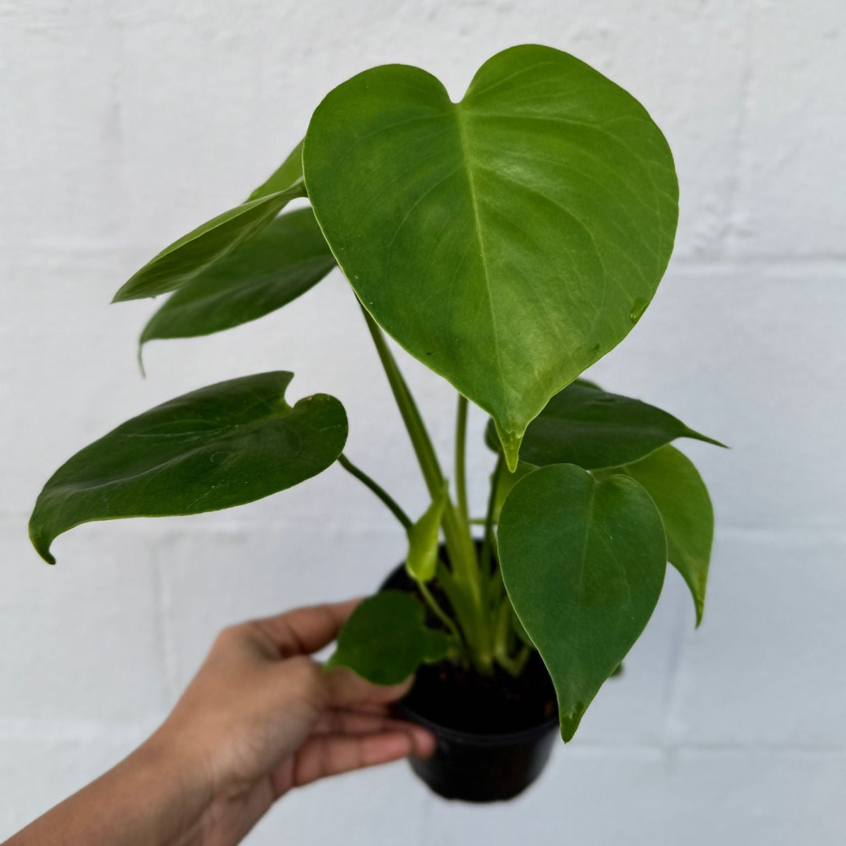 Monstera Deliciosa in a 4" Grow Pot – Live Monstera Swiss Cheese – Tropical Indoor Houseplant – Low Light & Air Purifying Plant – Rare Indoor Plant