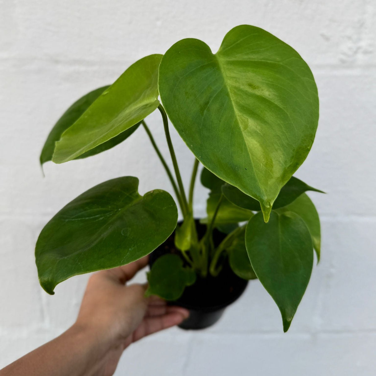 Monstera Deliciosa in a 4" Grow Pot – Live Monstera Swiss Cheese – Tropical Indoor Houseplant – Low Light & Air Purifying Plant – Rare Indoor Plant