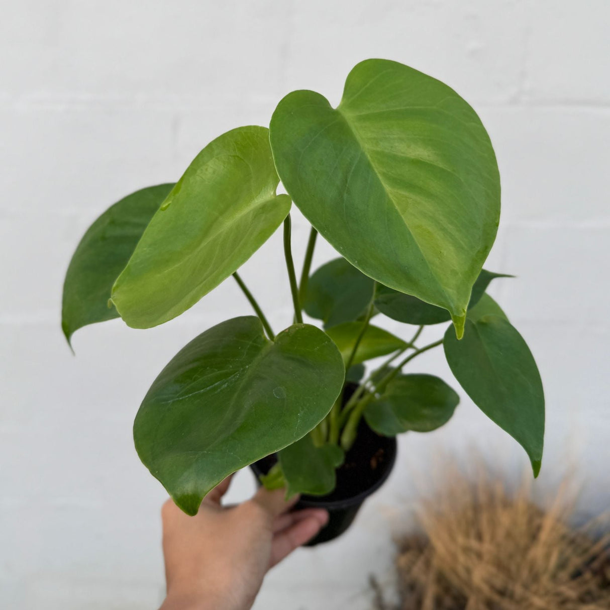 Monstera Deliciosa in a 4" Grow Pot – Live Monstera Swiss Cheese – Tropical Indoor Houseplant – Low Light & Air Purifying Plant – Rare Indoor Plant
