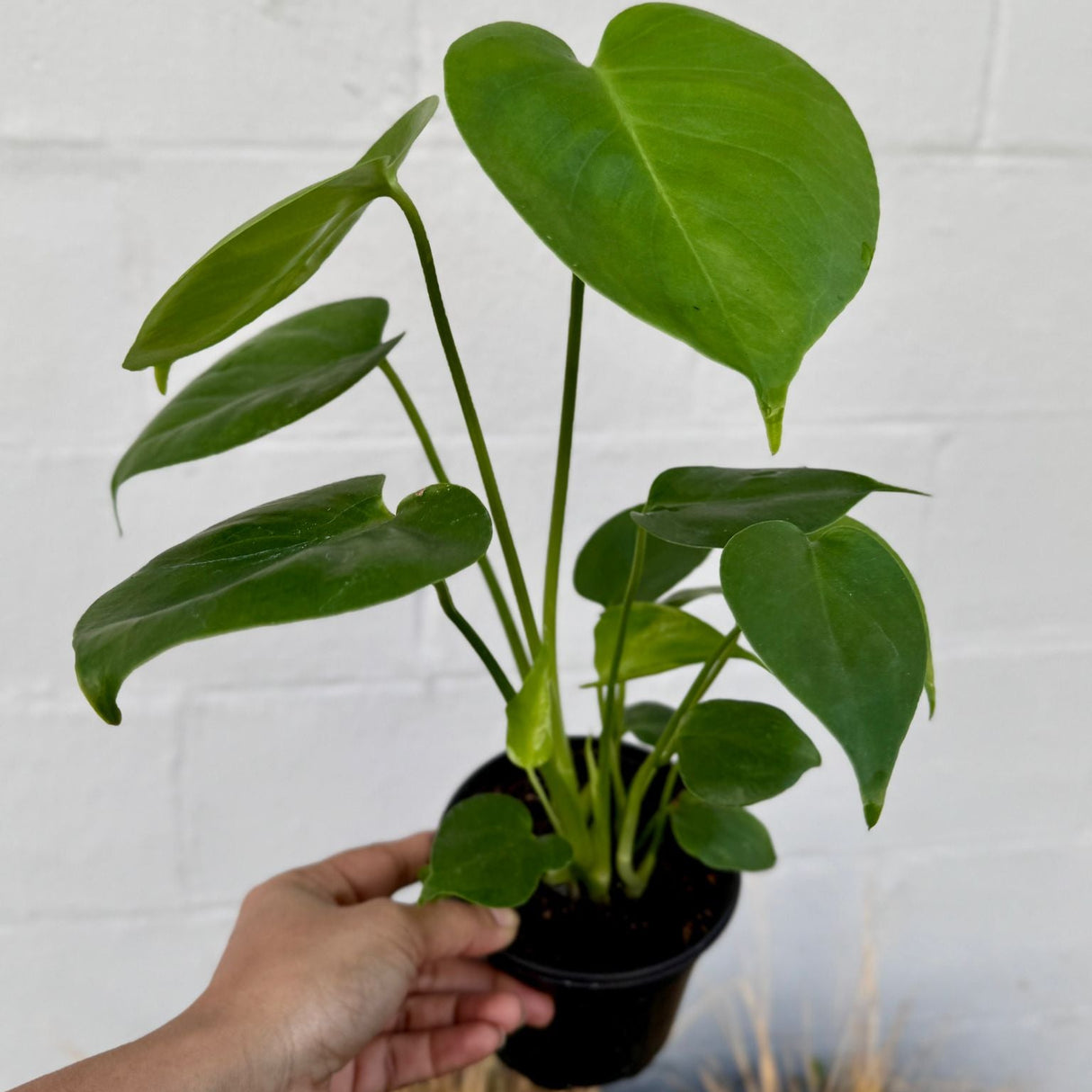 Monstera Deliciosa in a 4" Grow Pot – Live Monstera Swiss Cheese – Tropical Indoor Houseplant – Low Light & Air Purifying Plant – Rare Indoor Plant