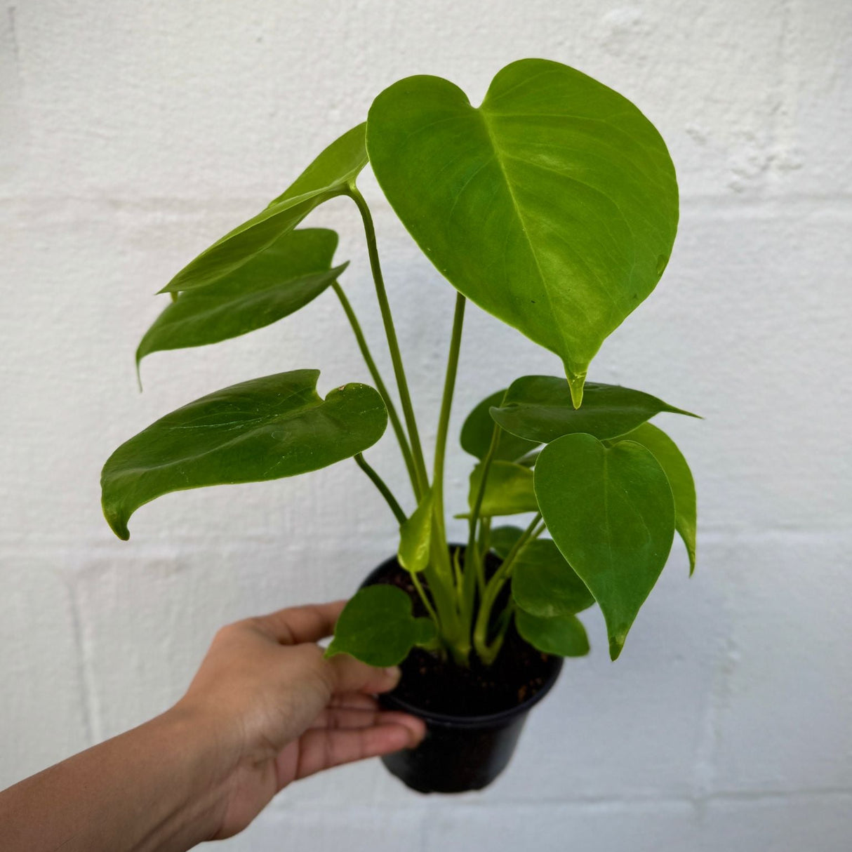 Monstera Deliciosa in a 4" Grow Pot – Live Monstera Swiss Cheese – Tropical Indoor Houseplant – Low Light & Air Purifying Plant – Rare Indoor Plant