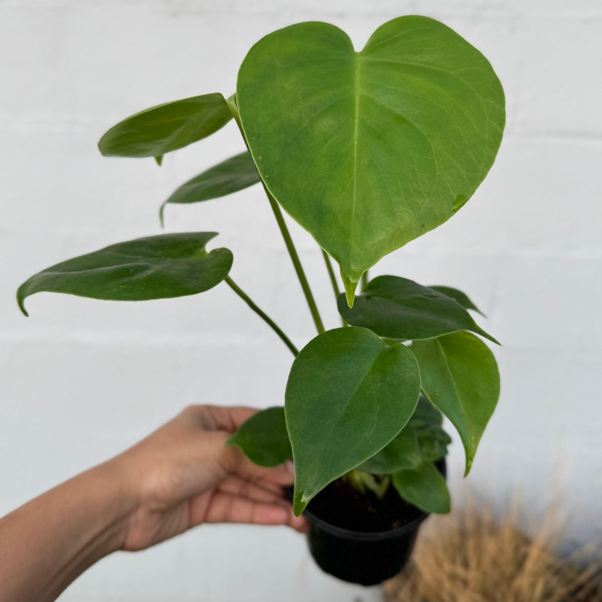 Monstera Deliciosa in a 4" Grow Pot – Live Monstera Swiss Cheese – Tropical Indoor Houseplant – Low Light & Air Purifying Plant – Rare Indoor Plant