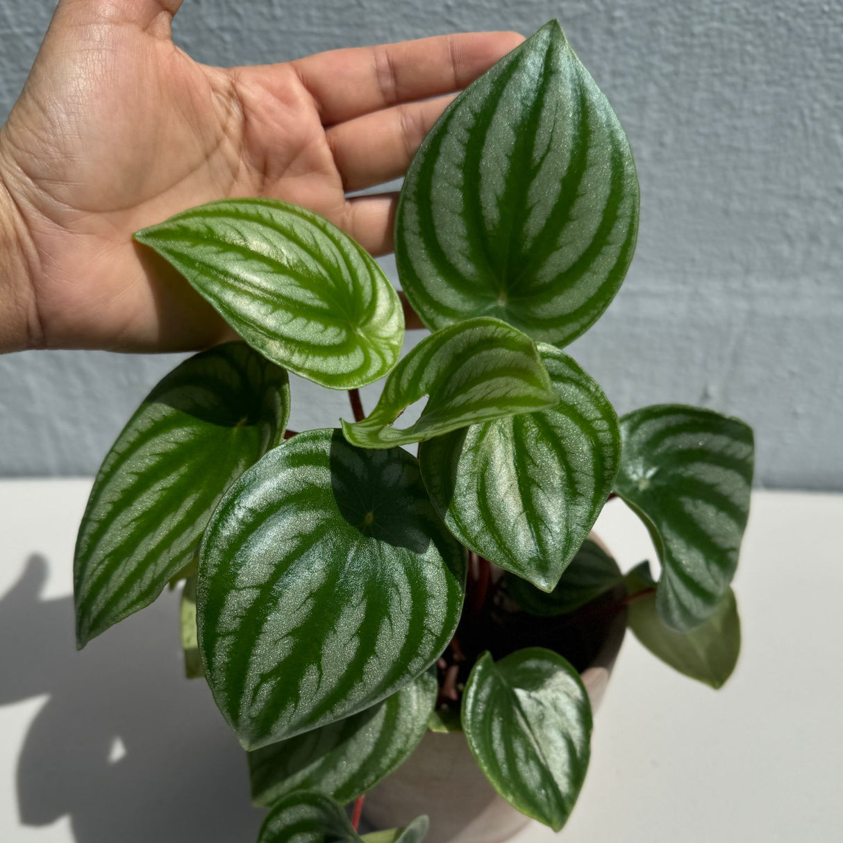 Watermelon Peperomia starter plant In 4" Grow Pot - Large Watermelon-Striped Peperomia - Indoor Succulent Plant - Easy Care Houseplant